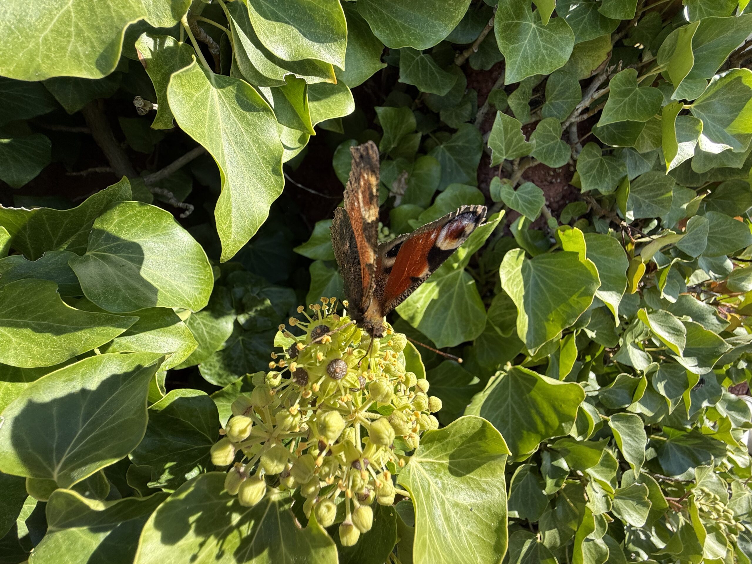 2025_09_28_My_Hel_07