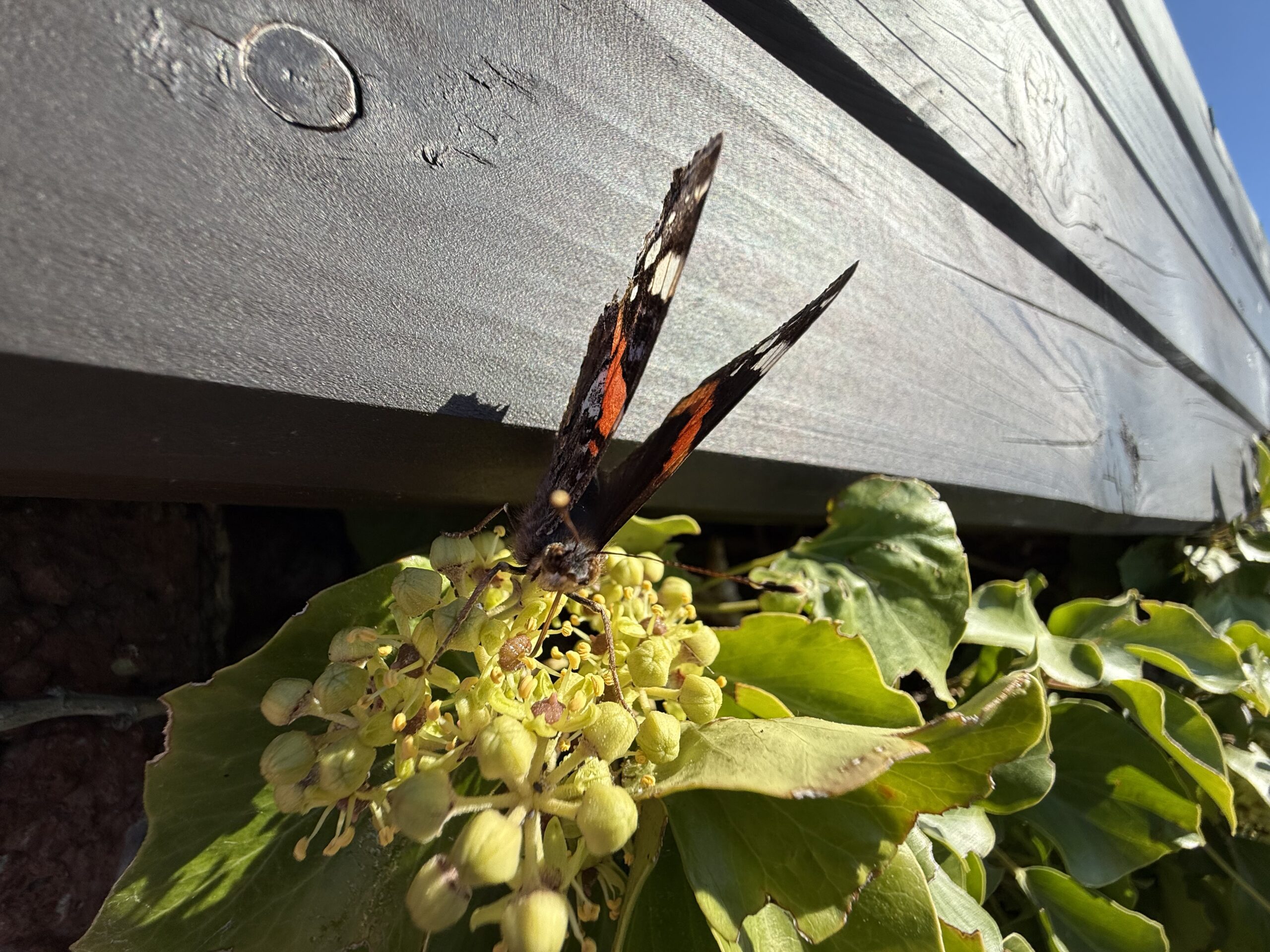 2025_09_28_My_Hel_08