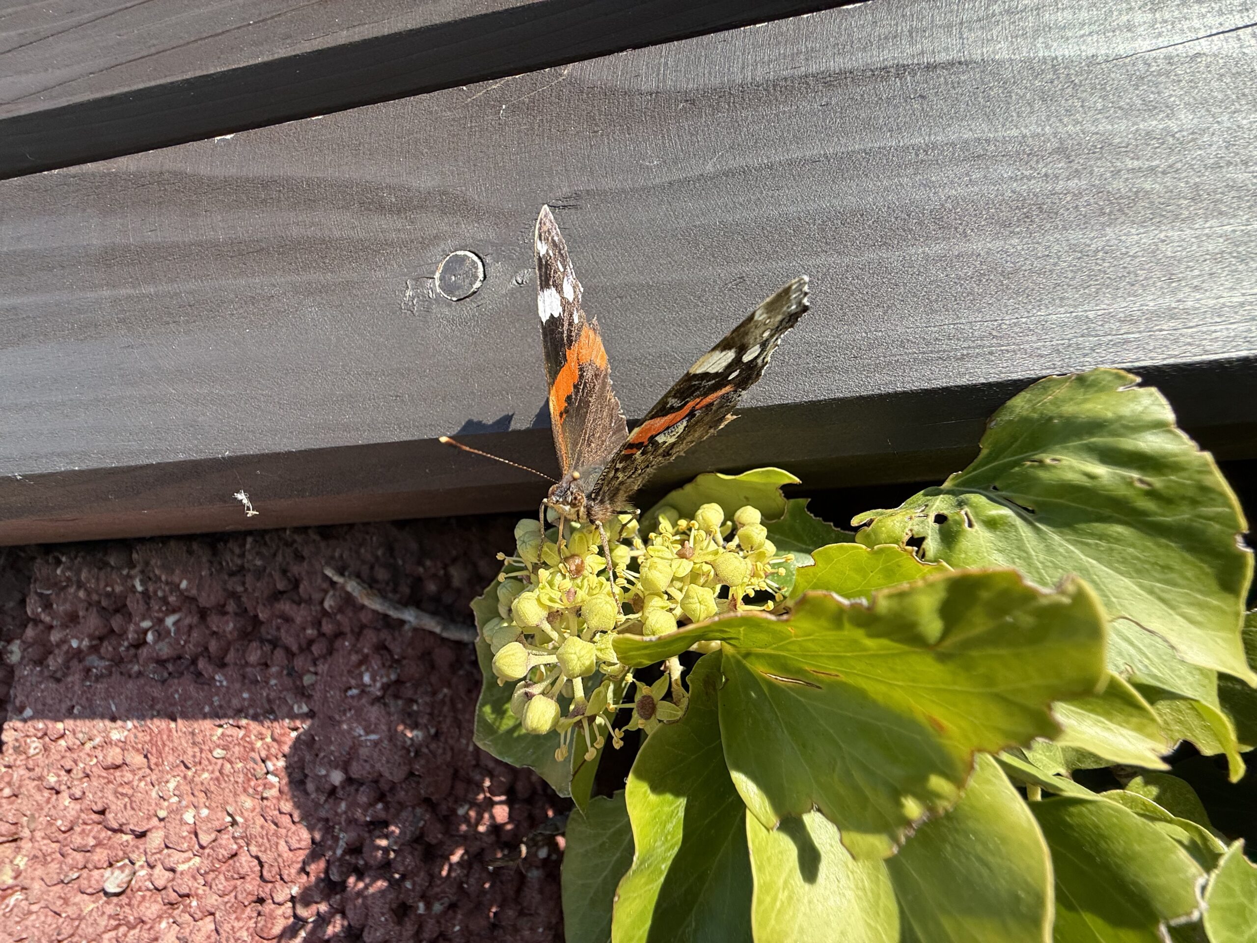 2025_09_28_My_Hel_09