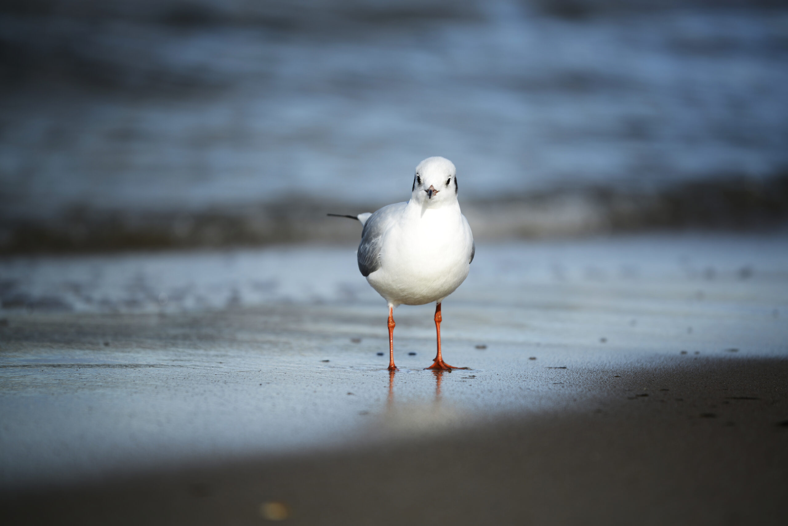 2025_10_19_Krynica_Morska_01