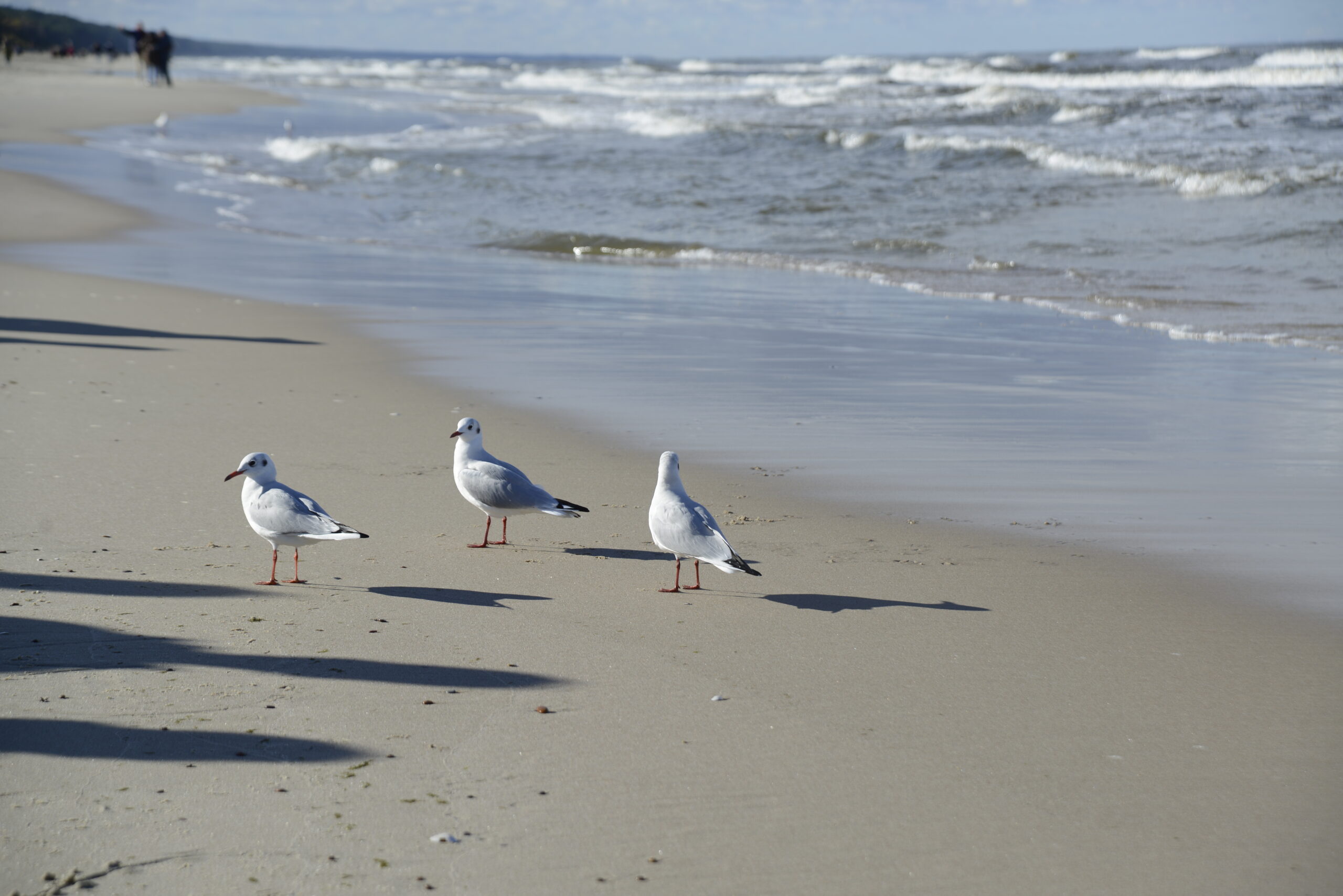 2025_10_19_Krynica_Morska_02