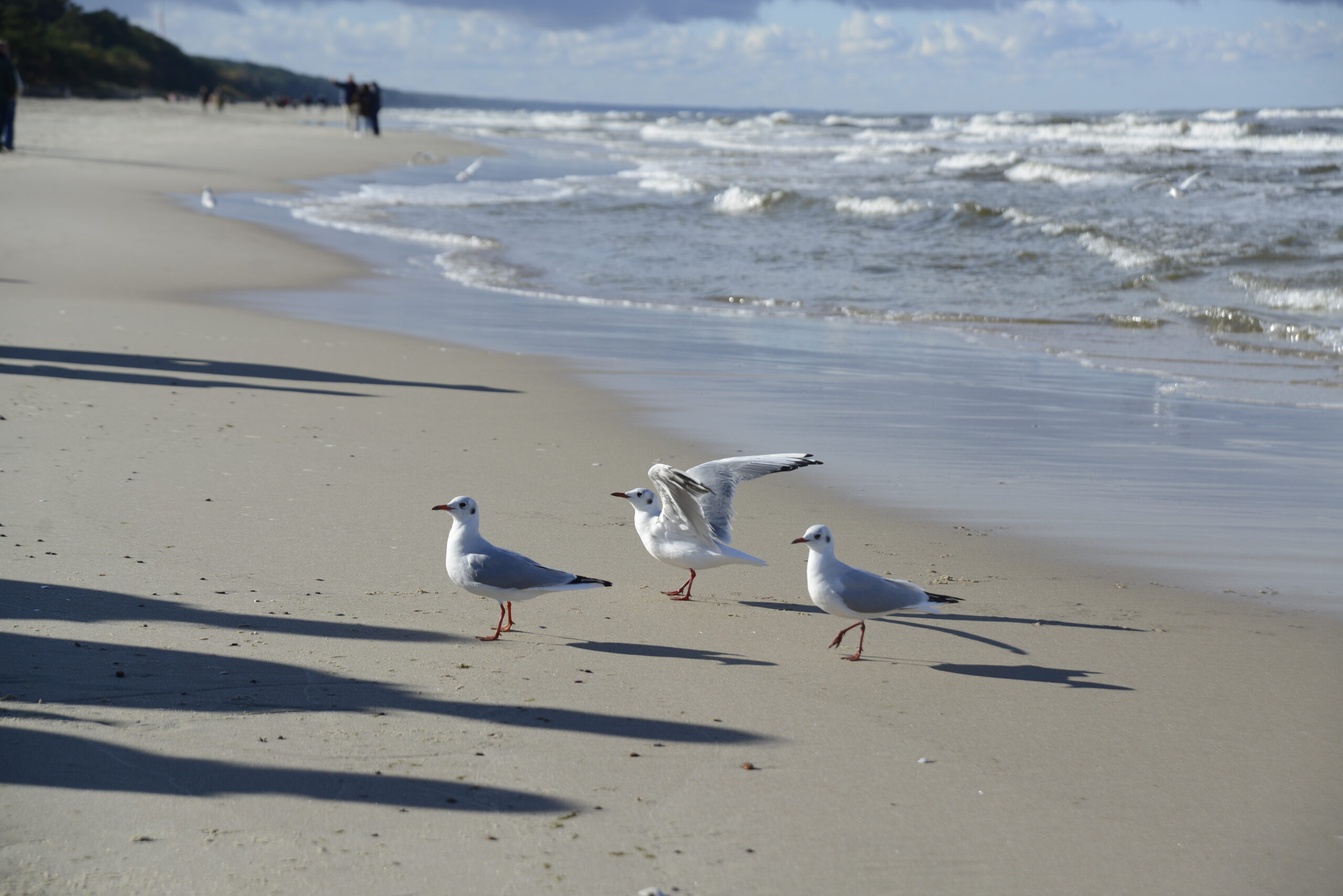 2025_10_19_Krynica_Morska_03