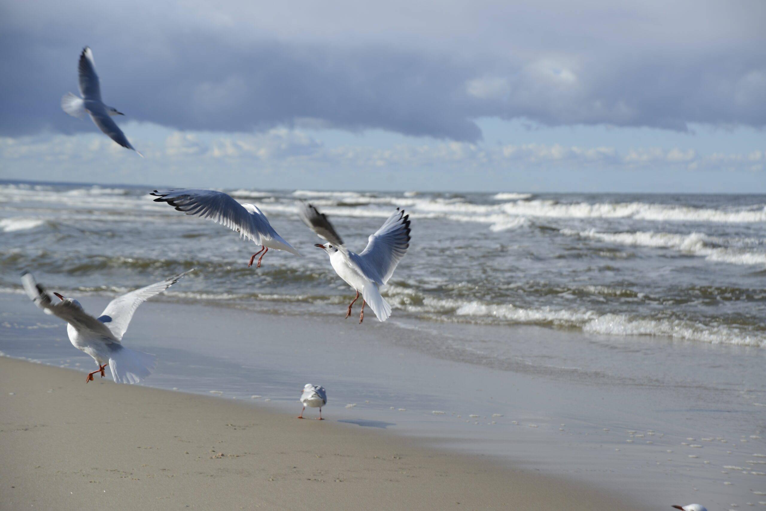 2025_10_19_Krynica_Morska_04