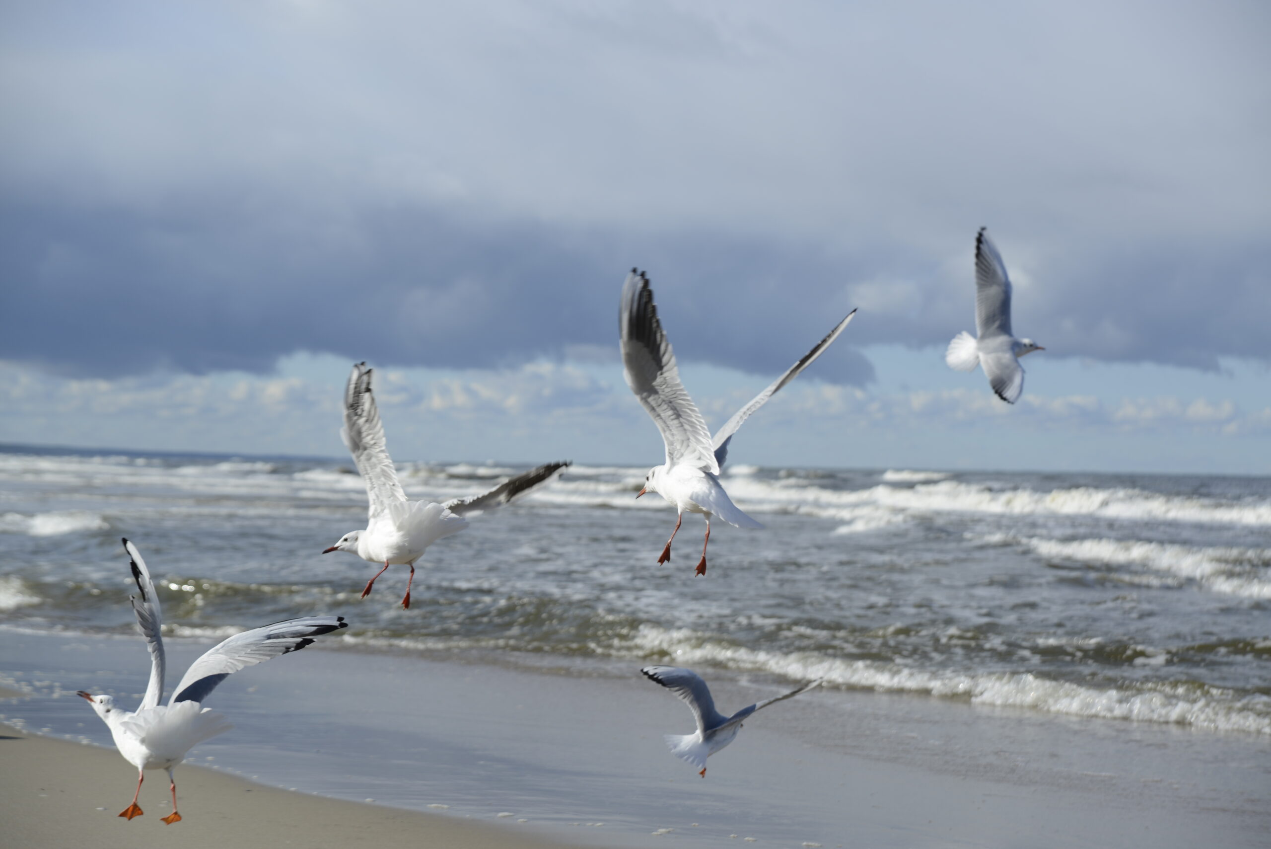 2025_10_19_Krynica_Morska_05