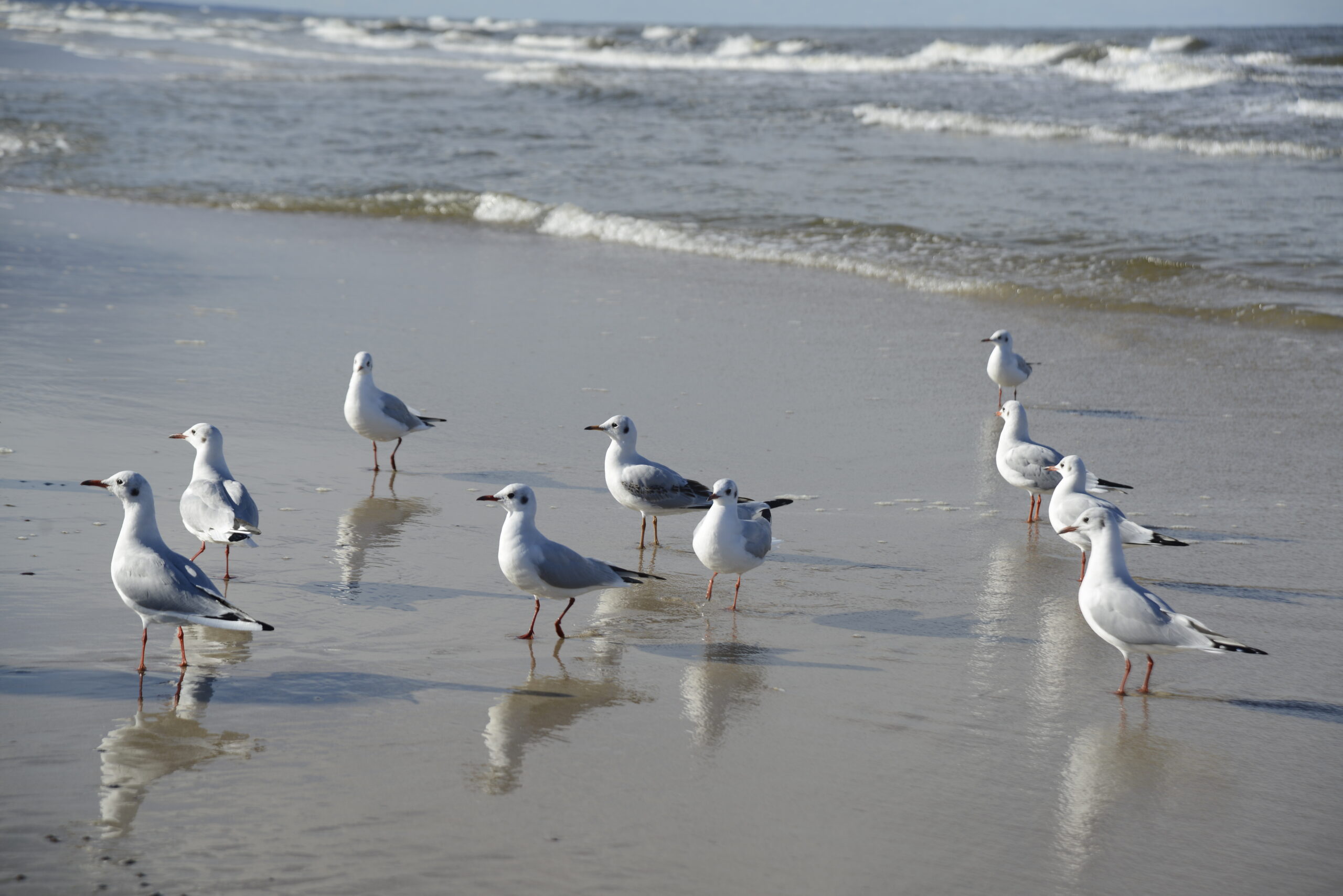 2025_10_19_Krynica_Morska_06