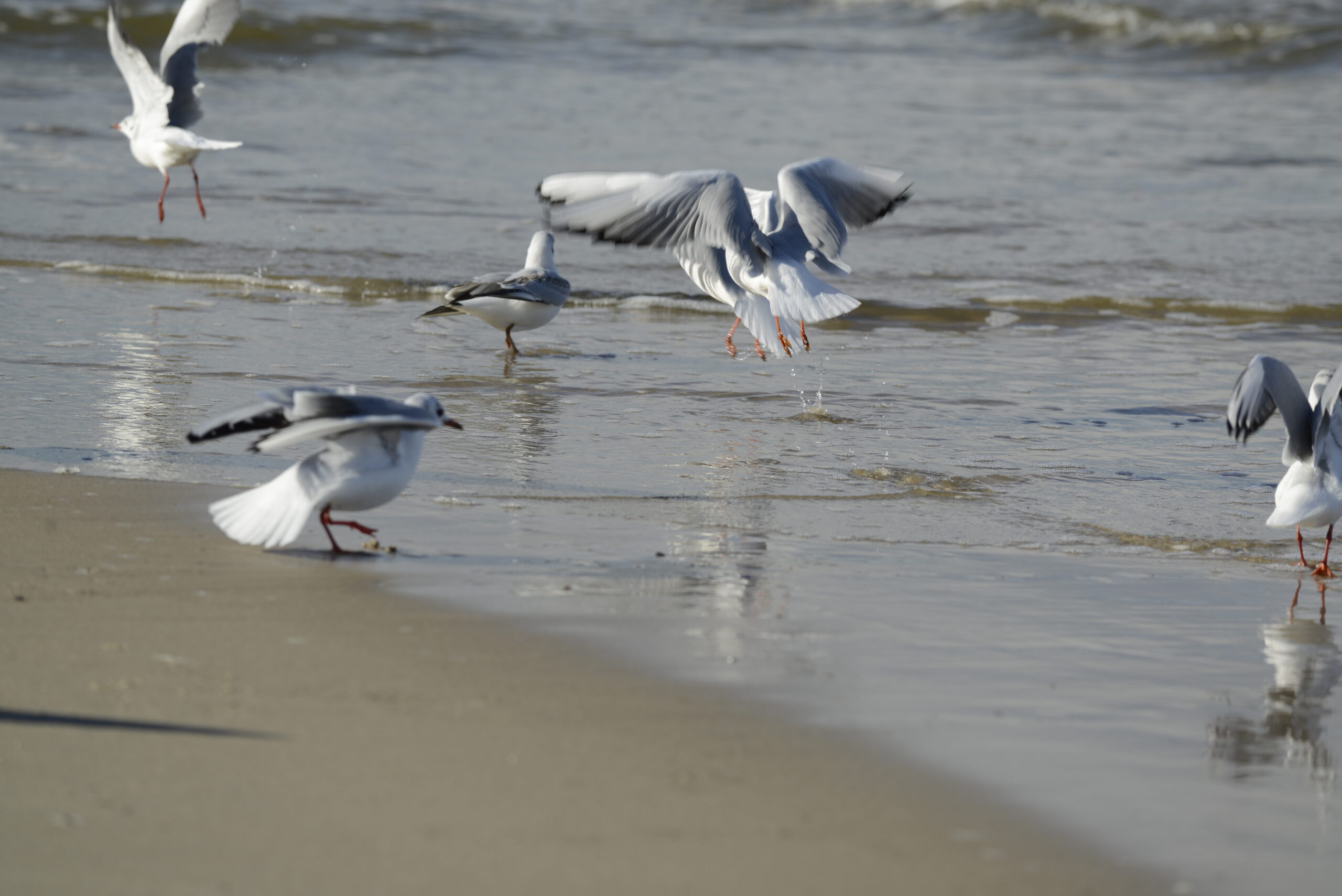 2025_10_19_Krynica_Morska_08