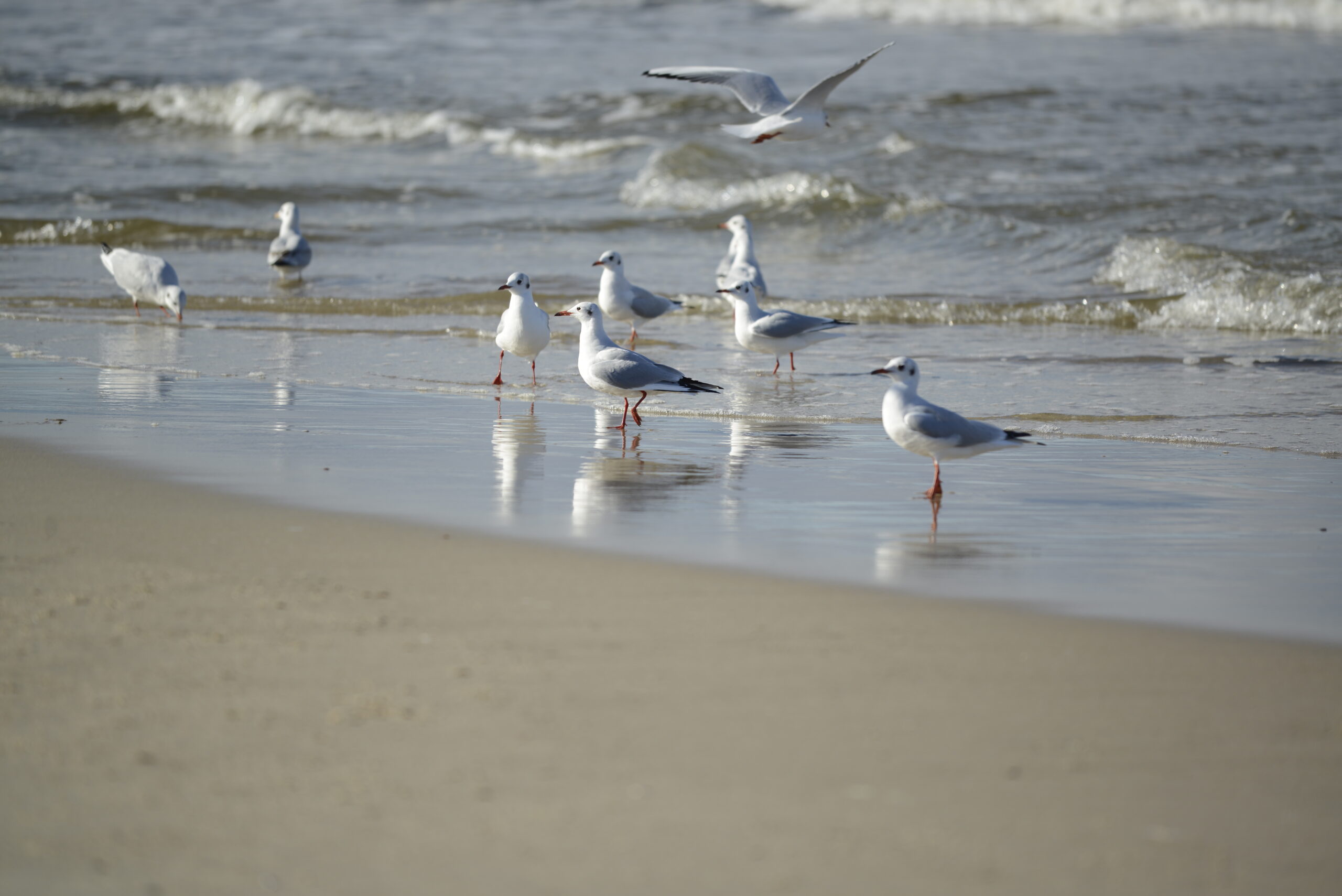 2025_10_19_Krynica_Morska_09