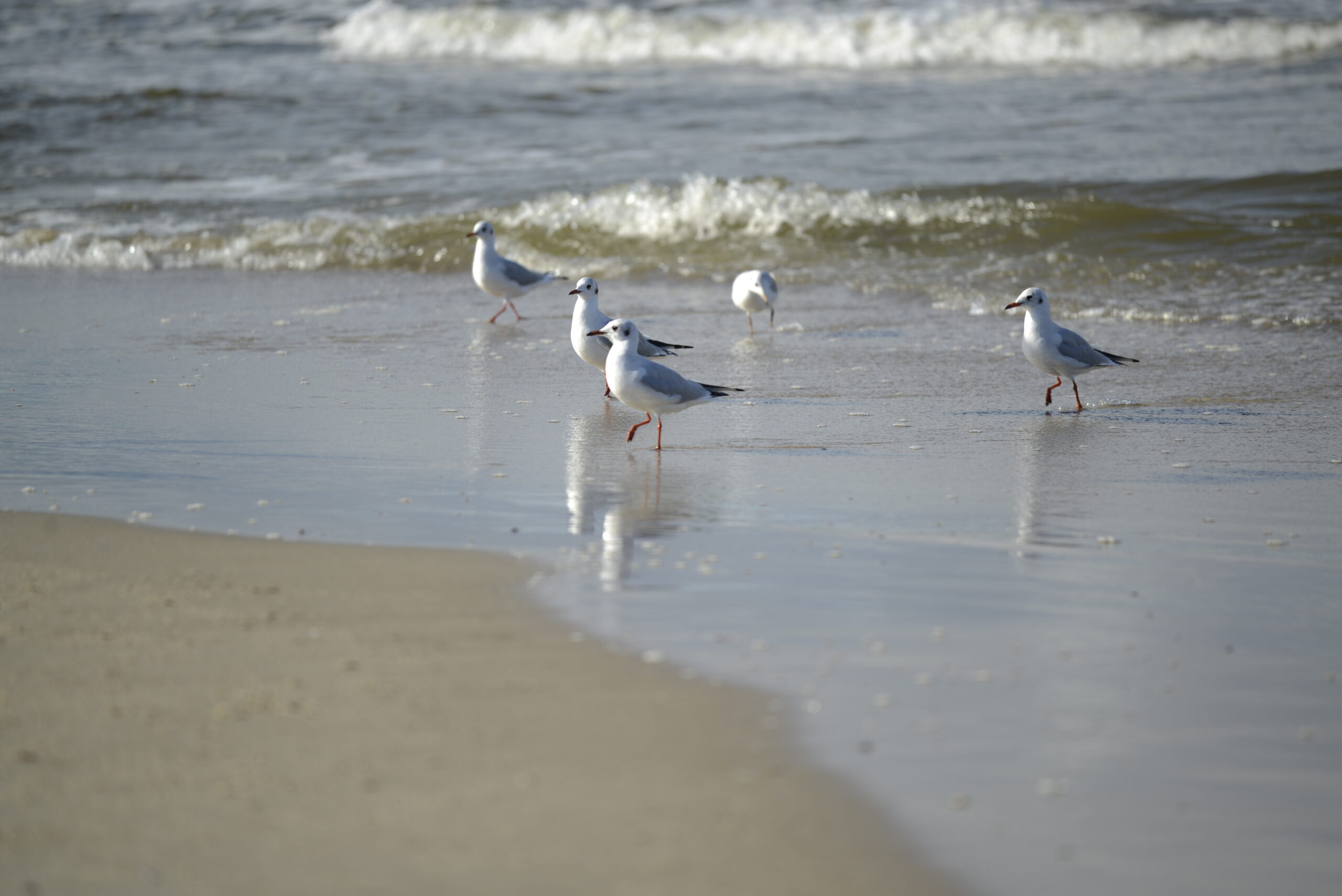 2025_10_19_Krynica_Morska_10