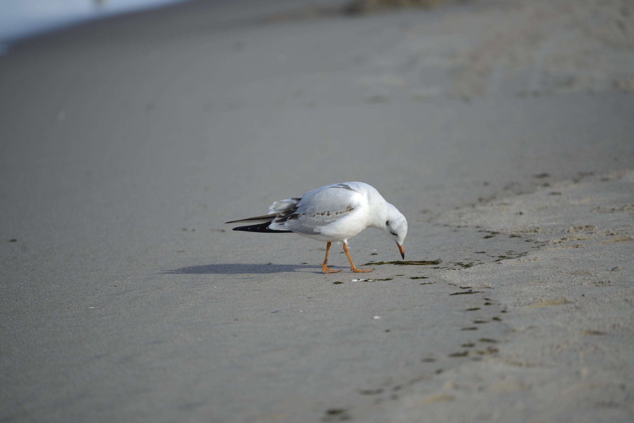 2025_10_19_Krynica_Morska_13