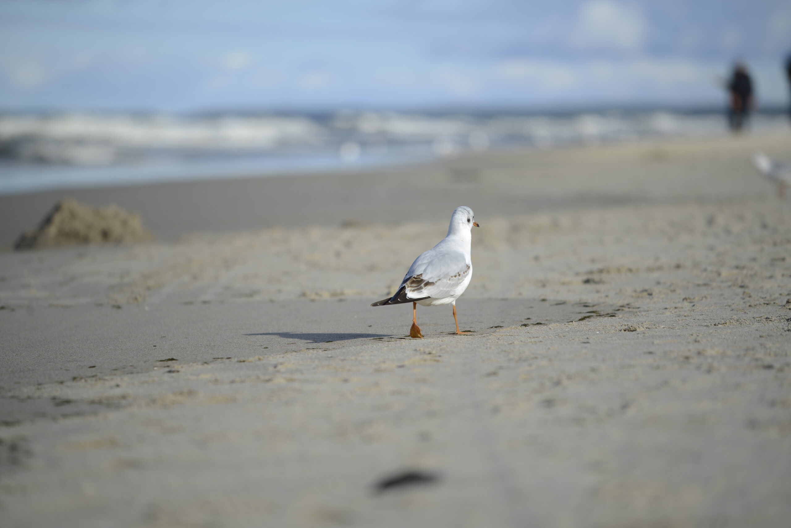 2025_10_19_Krynica_Morska_14