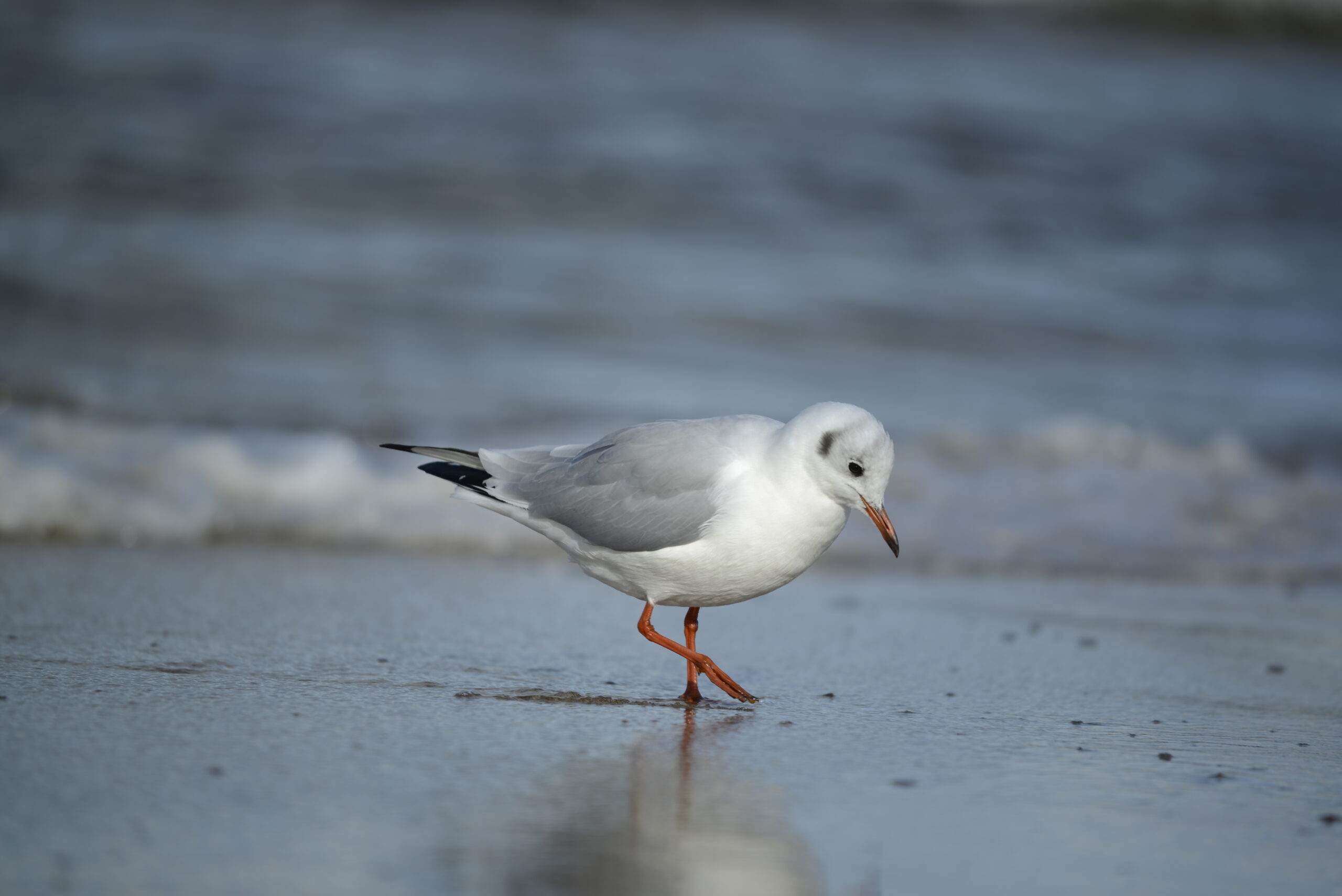 2025_10_19_Krynica_Morska_15