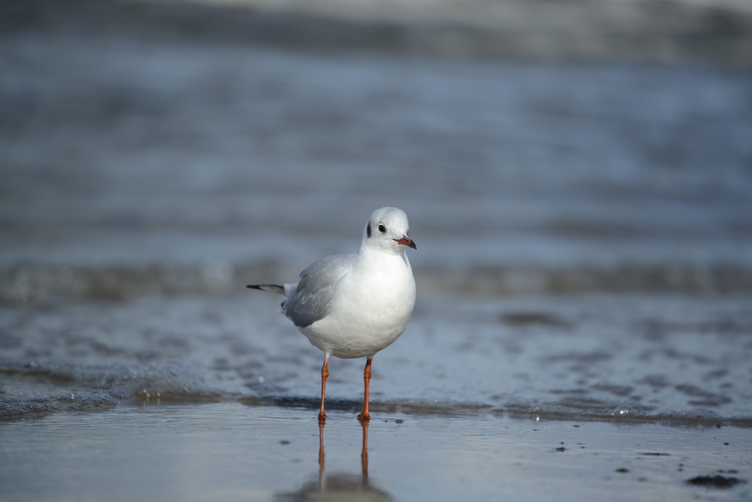 2025_10_19_Krynica_Morska_16