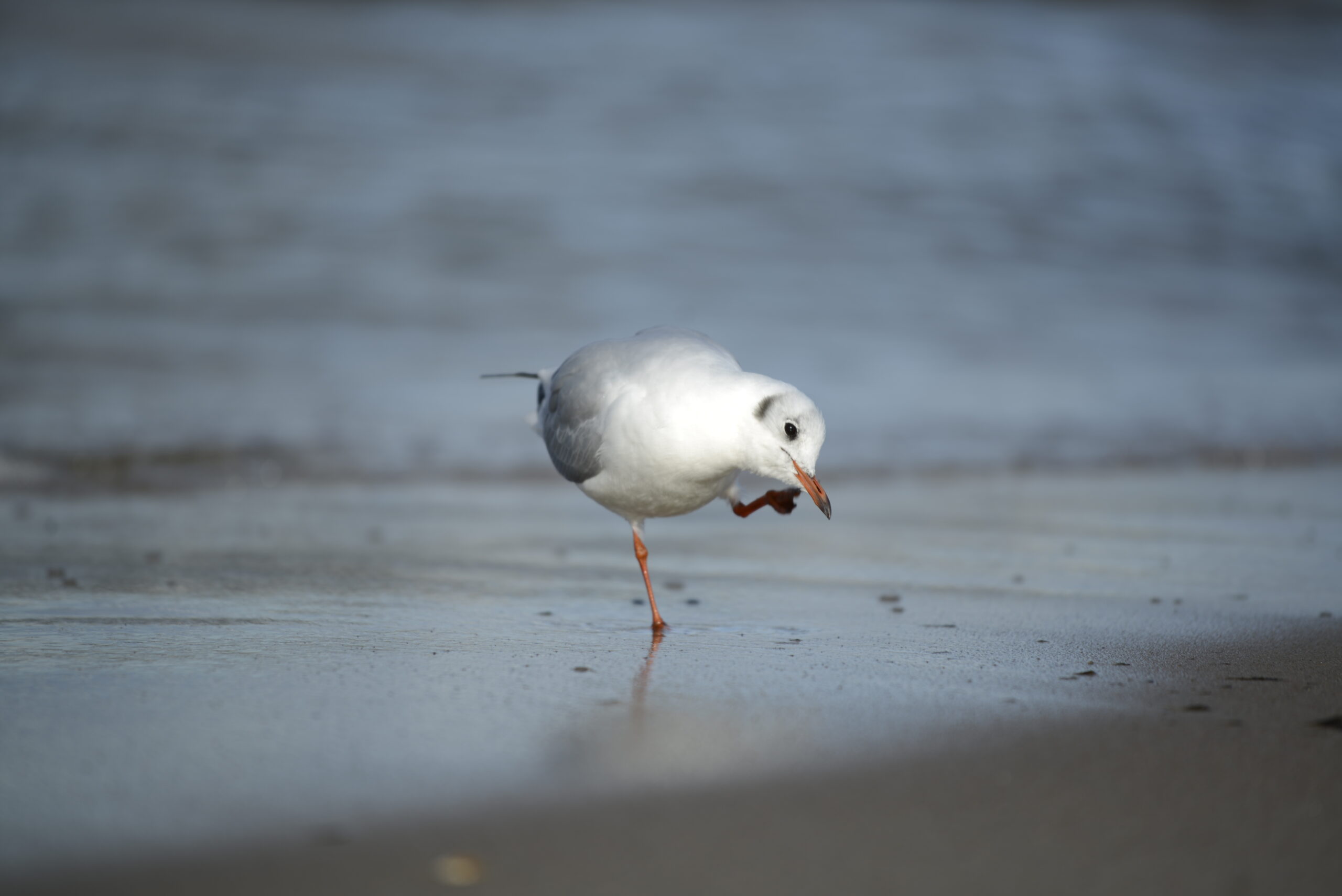 2025_10_19_Krynica_Morska_17