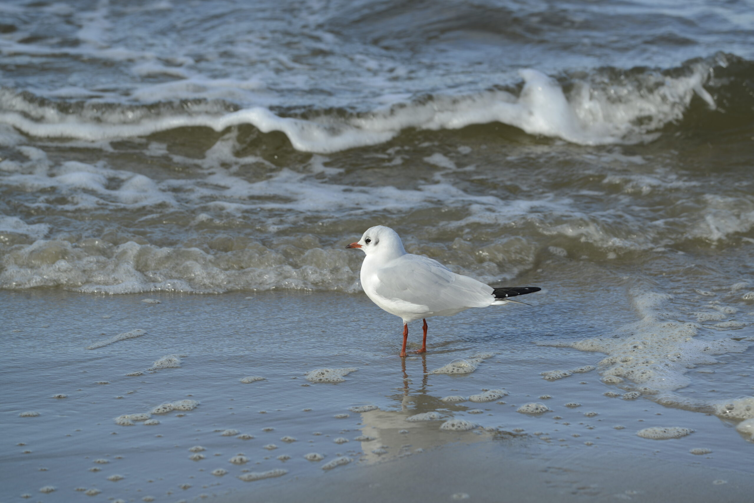 2025_10_19_Krynica_Morska_18