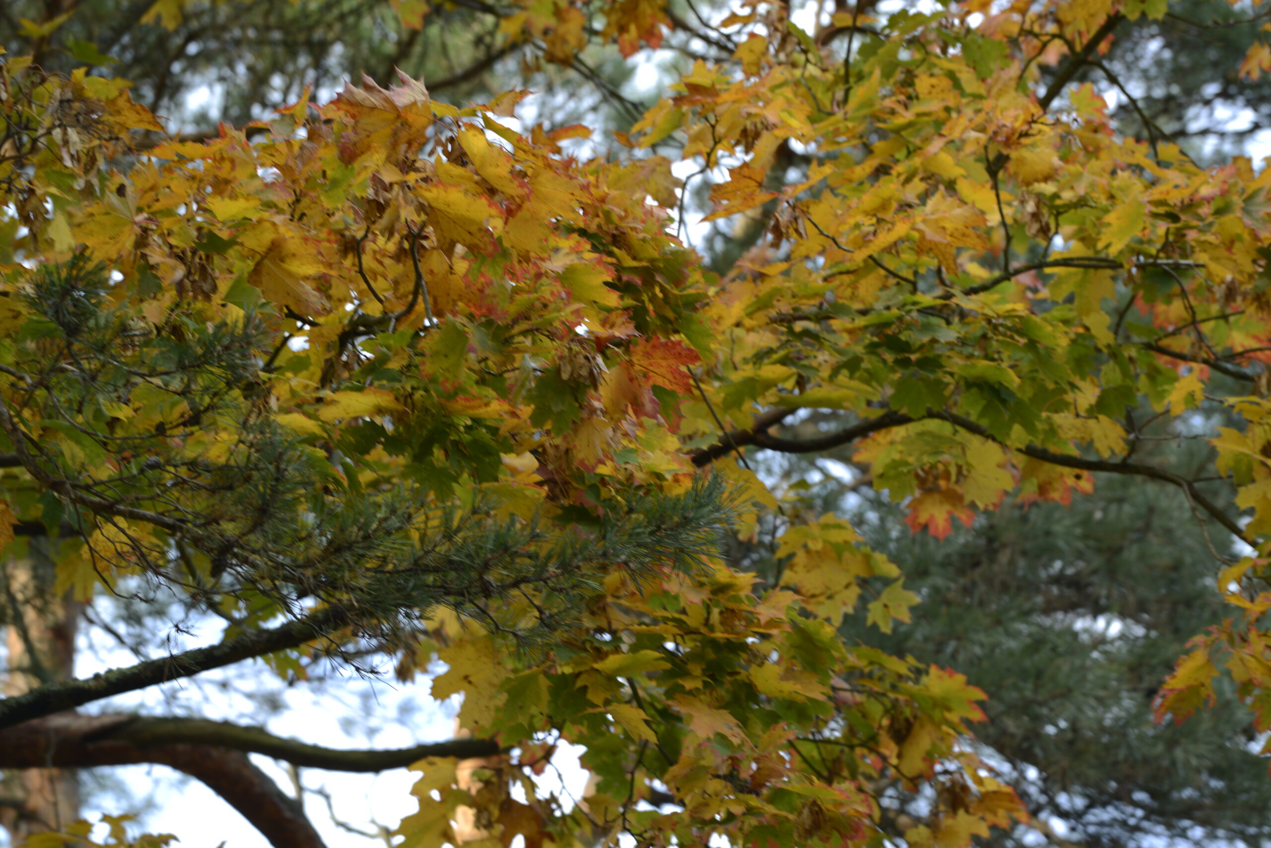 2025_10_19_Krynica_Morska_20