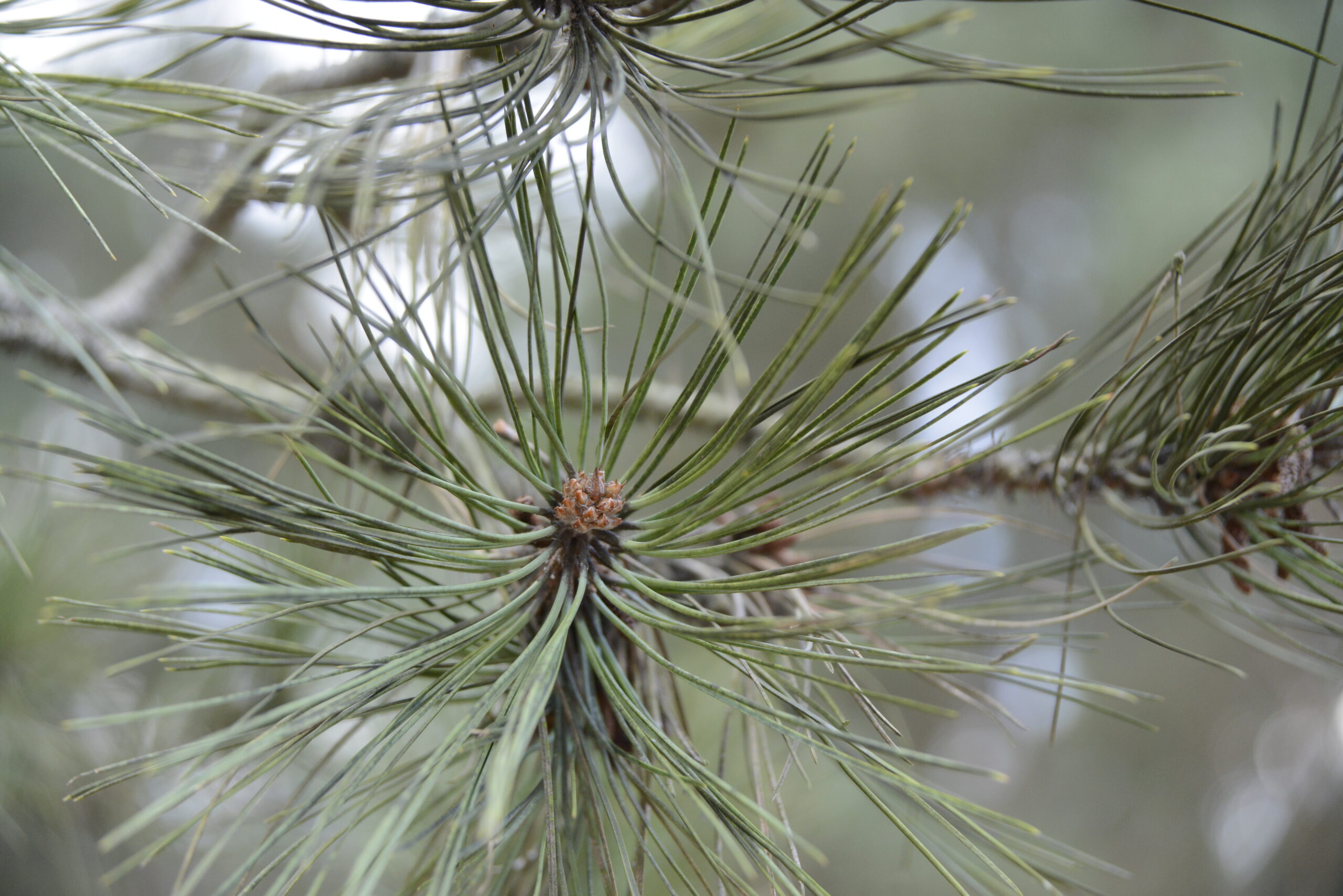 2025_12_28_Molo_w_Brzeznie_23