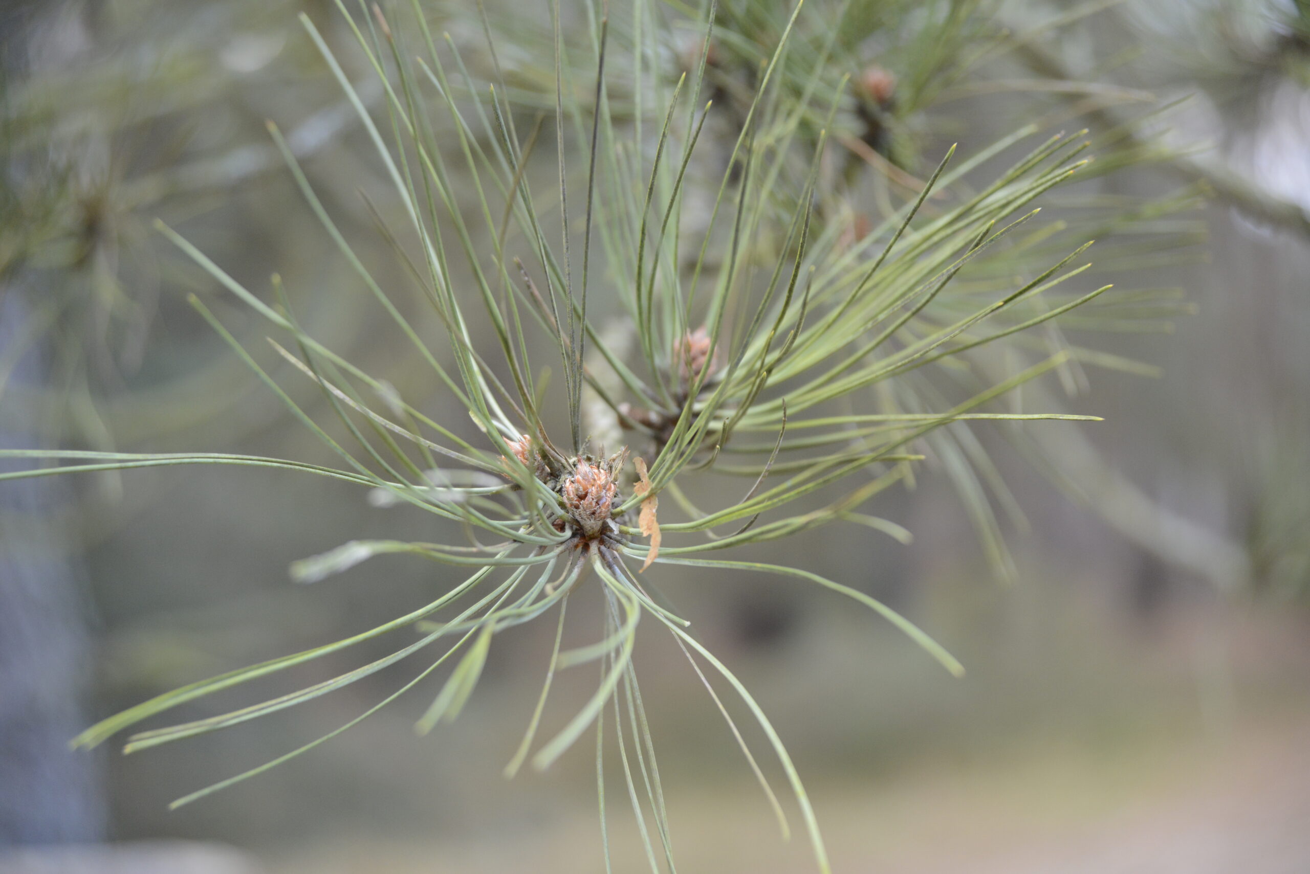 2025_12_28_Molo_w_Brzeznie_24