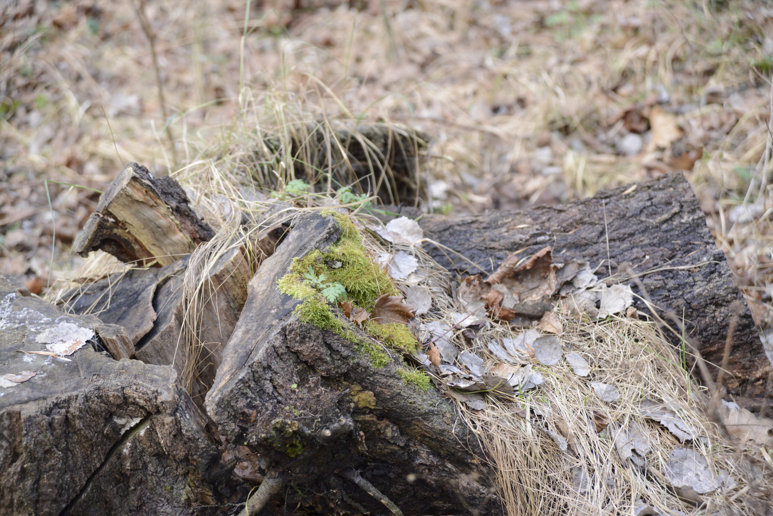 2025_12_28_Molo_w_Brzeznie_25