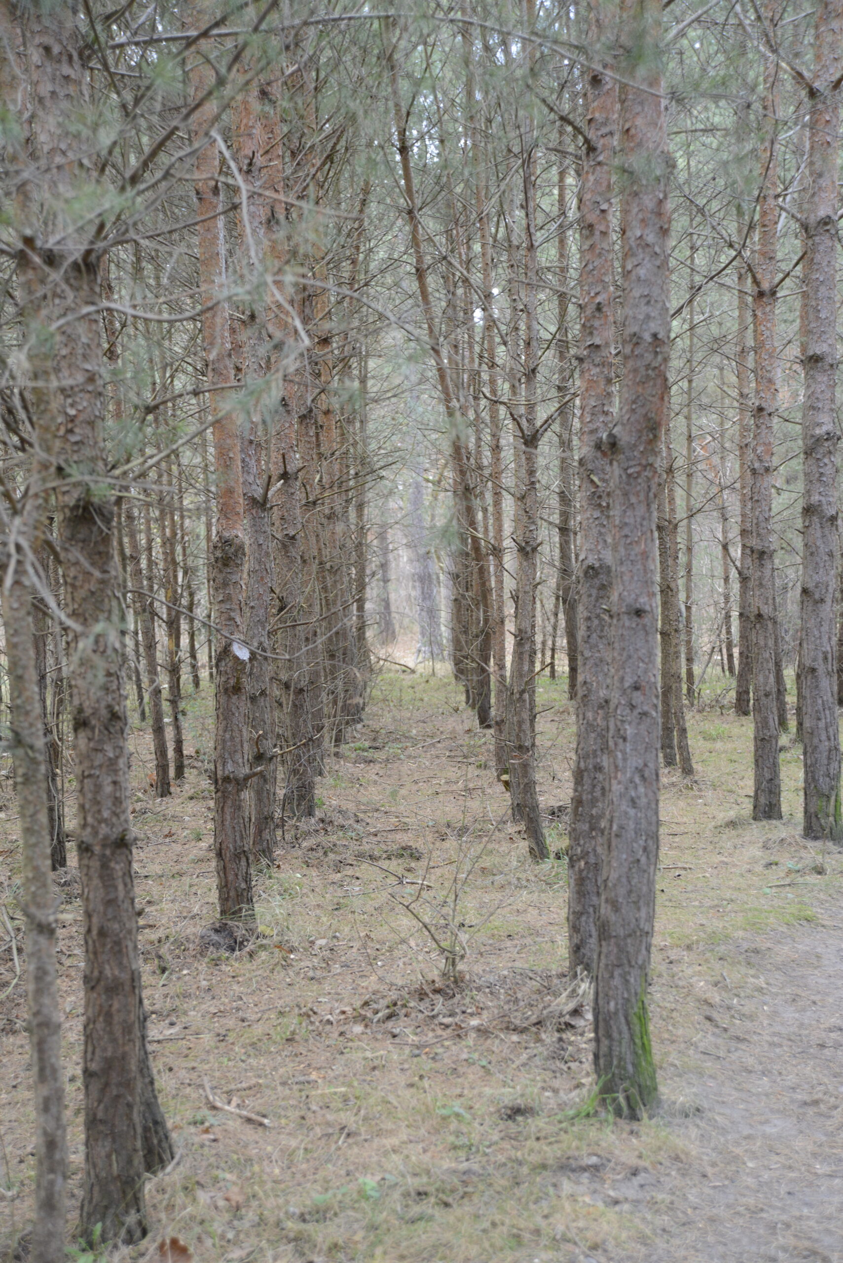 2025_12_28_Molo_w_Brzeznie_26