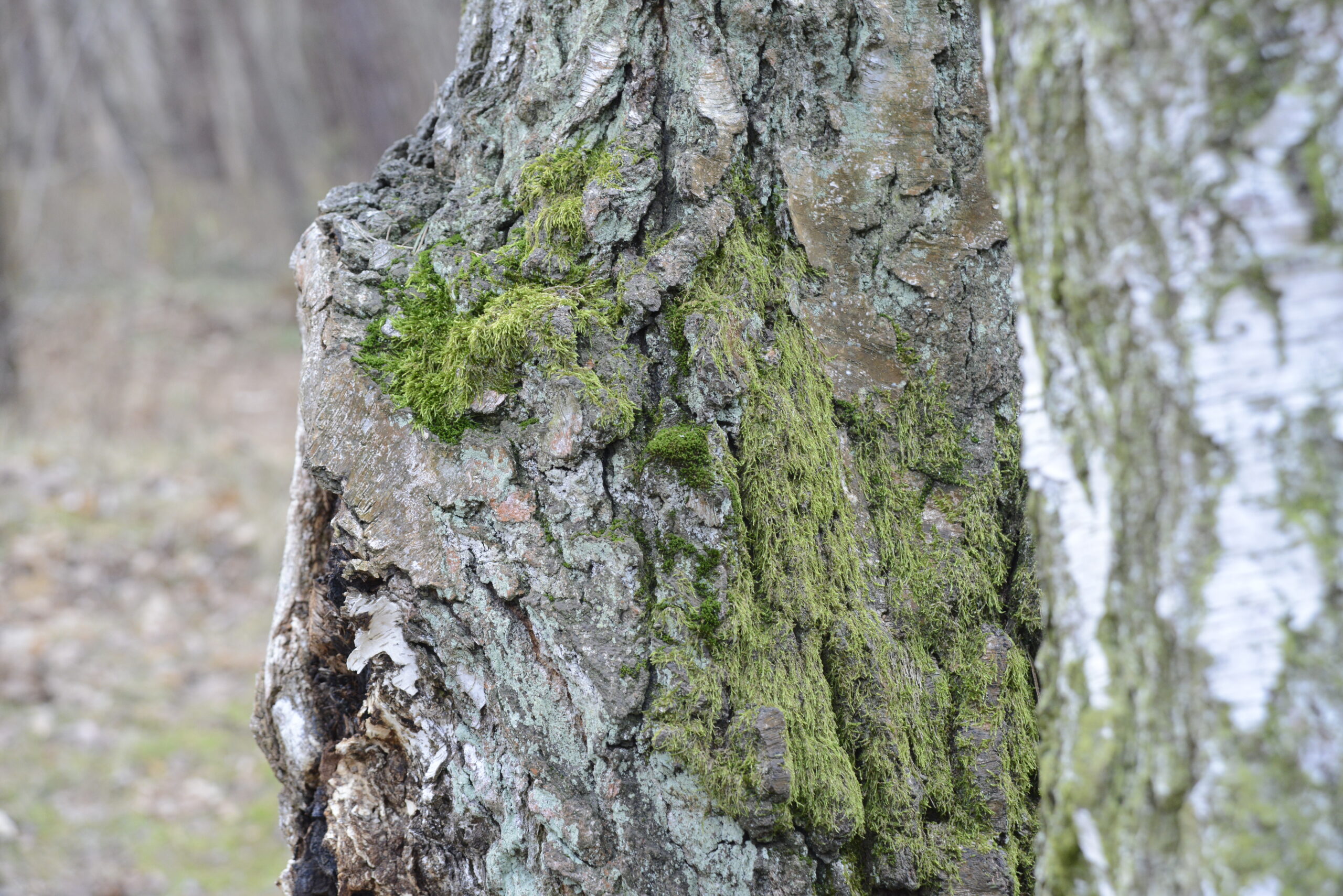 2025_12_28_Molo_w_Brzeznie_27