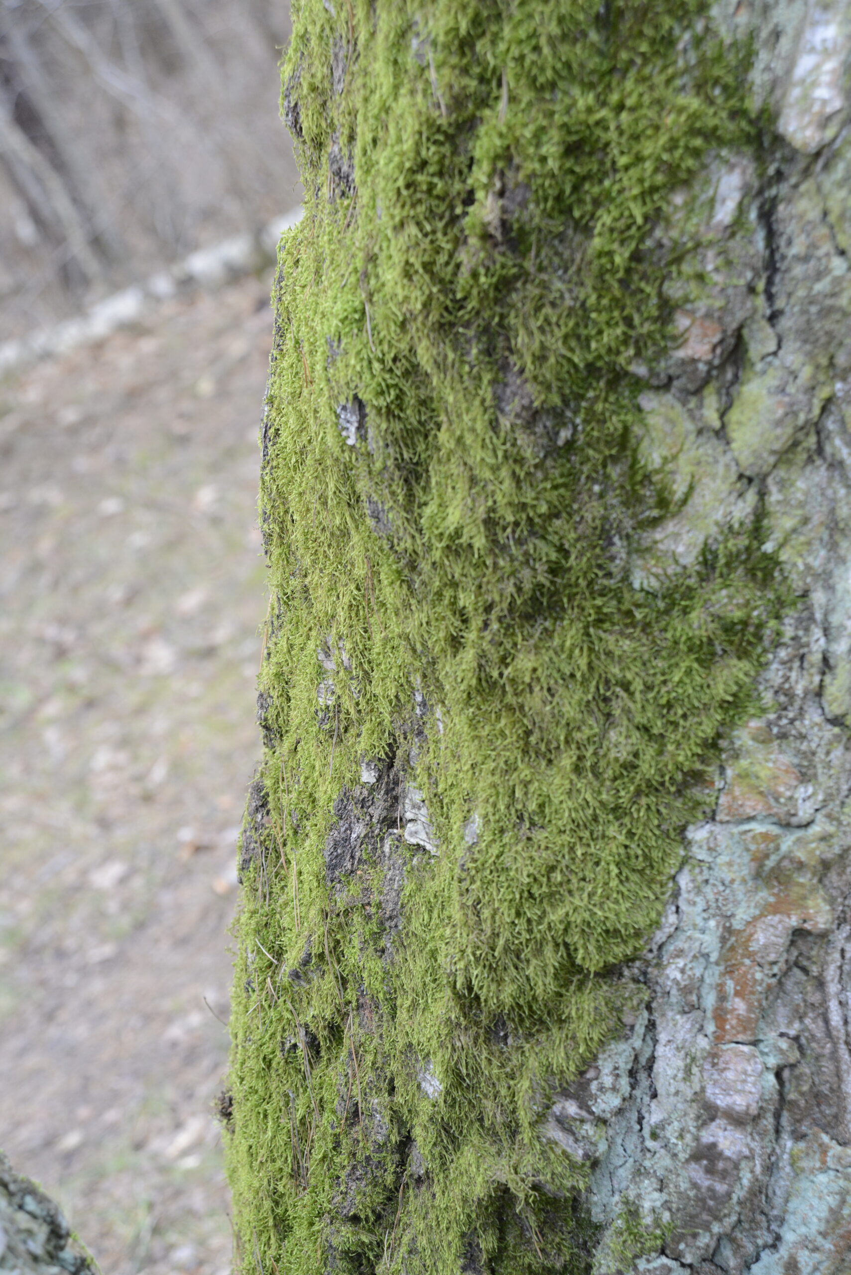 2025_12_28_Molo_w_Brzeznie_28