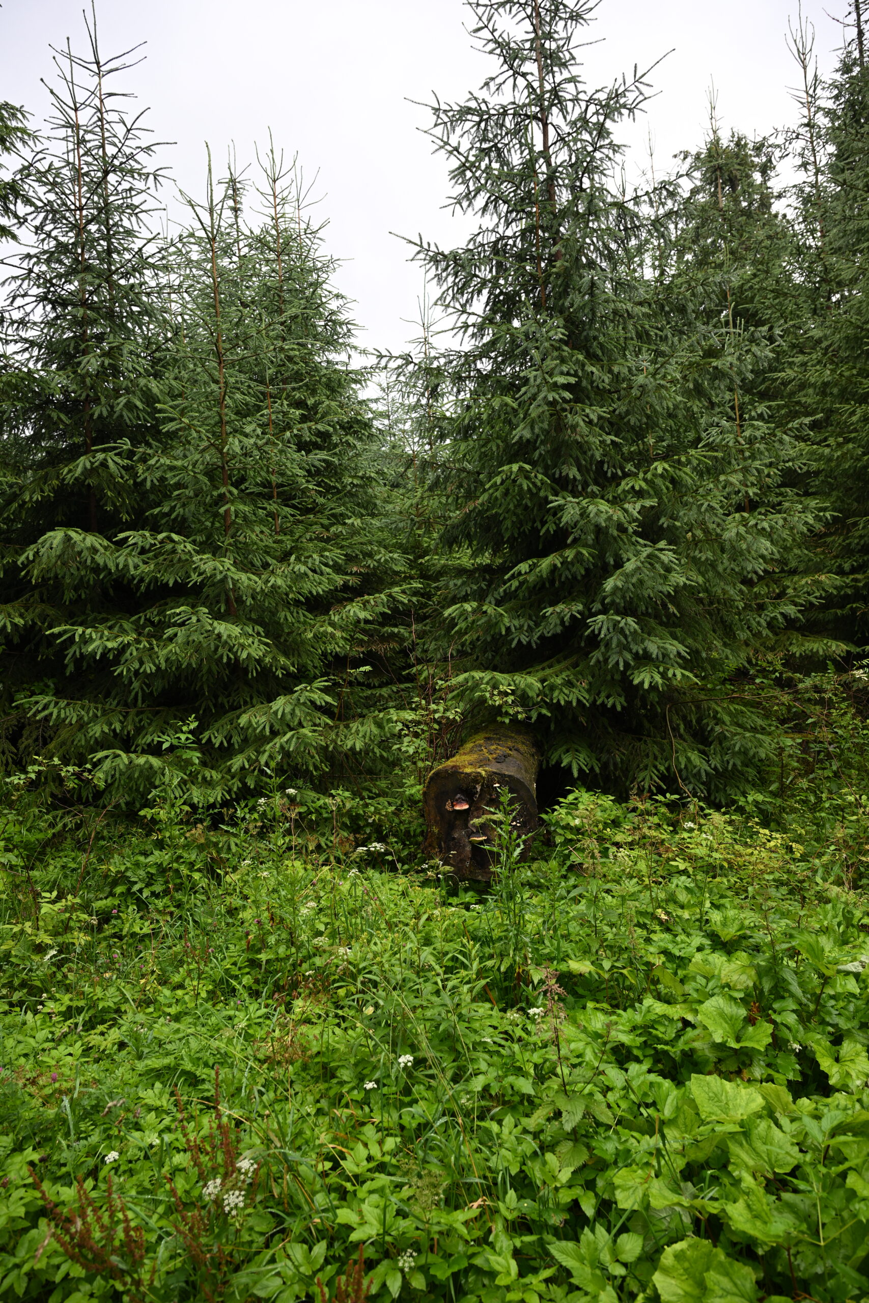 2026_07_24_Morskie_Oko_008