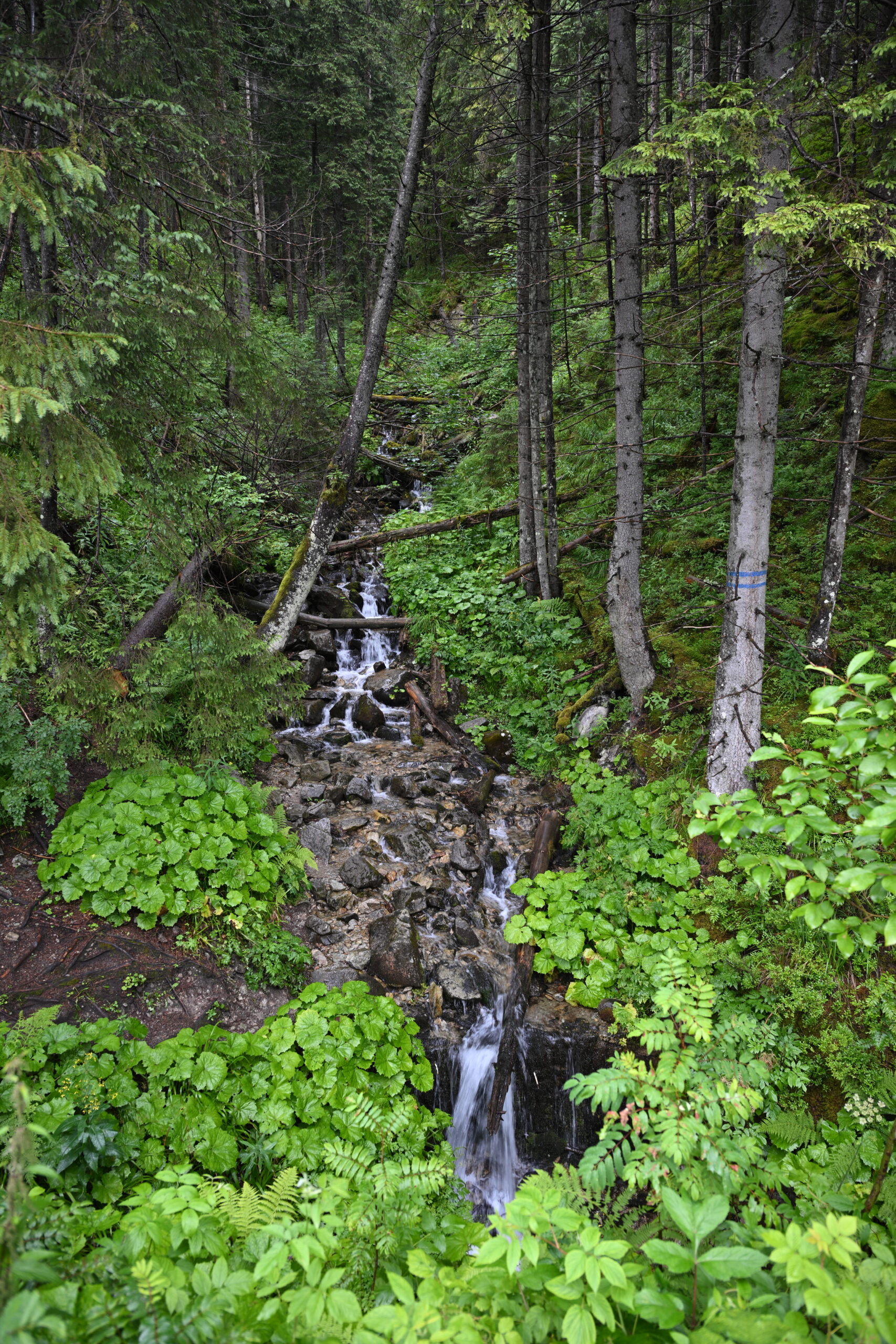 2026_07_24_Morskie_Oko_010
