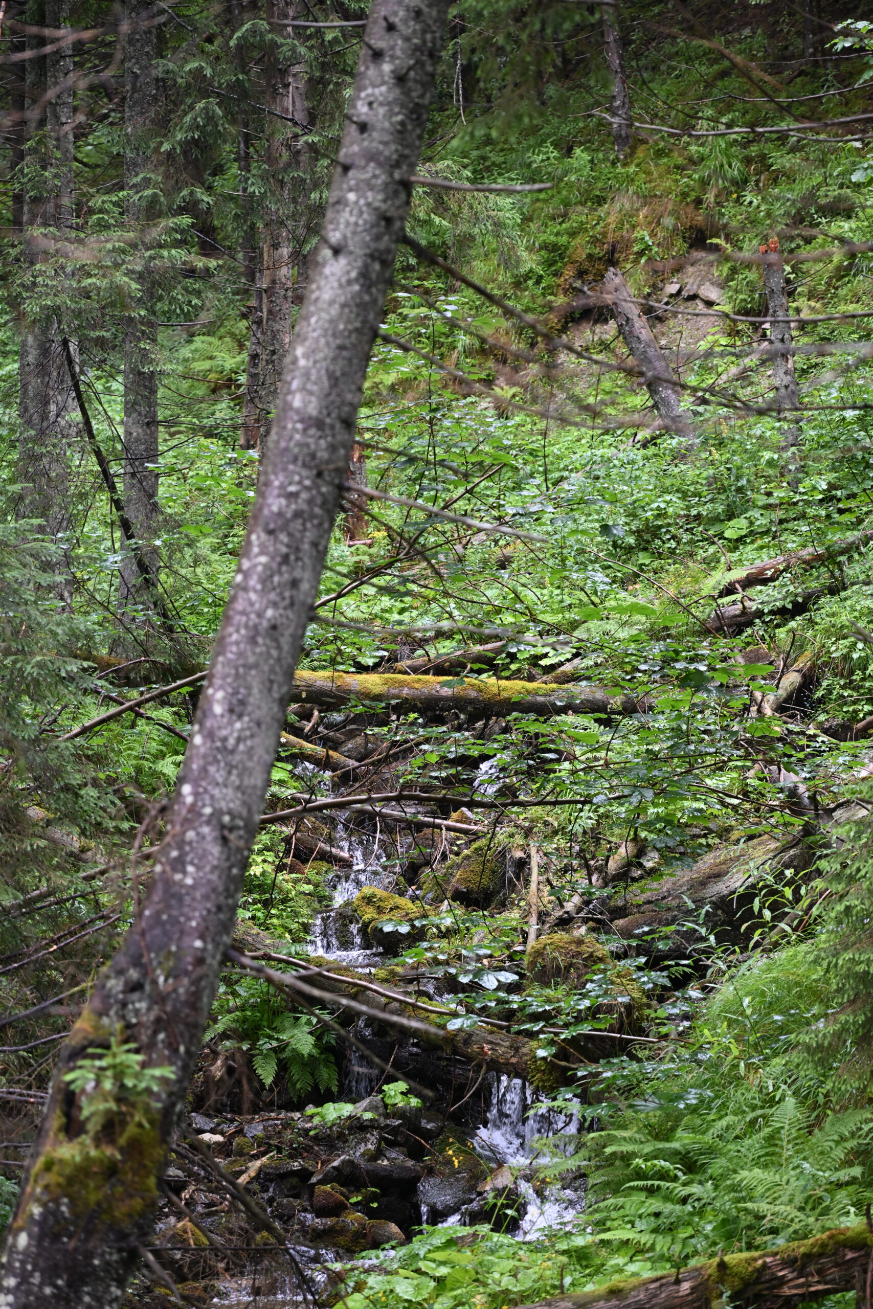 2026_07_24_Morskie_Oko_011