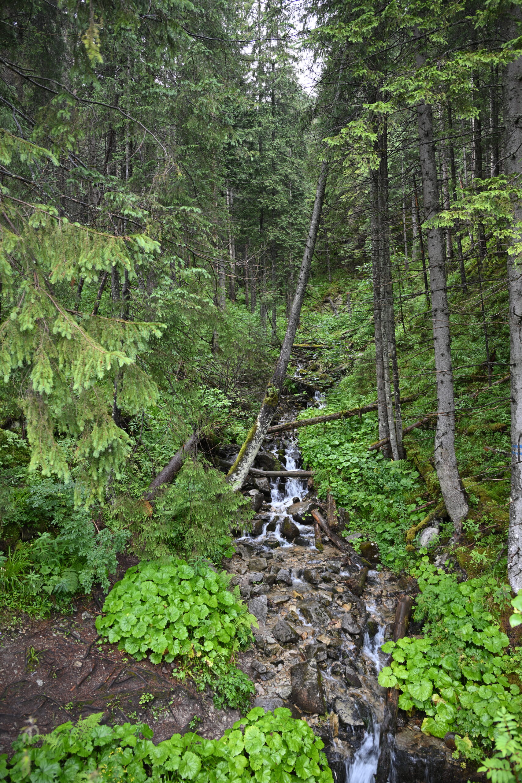 2026_07_24_Morskie_Oko_012