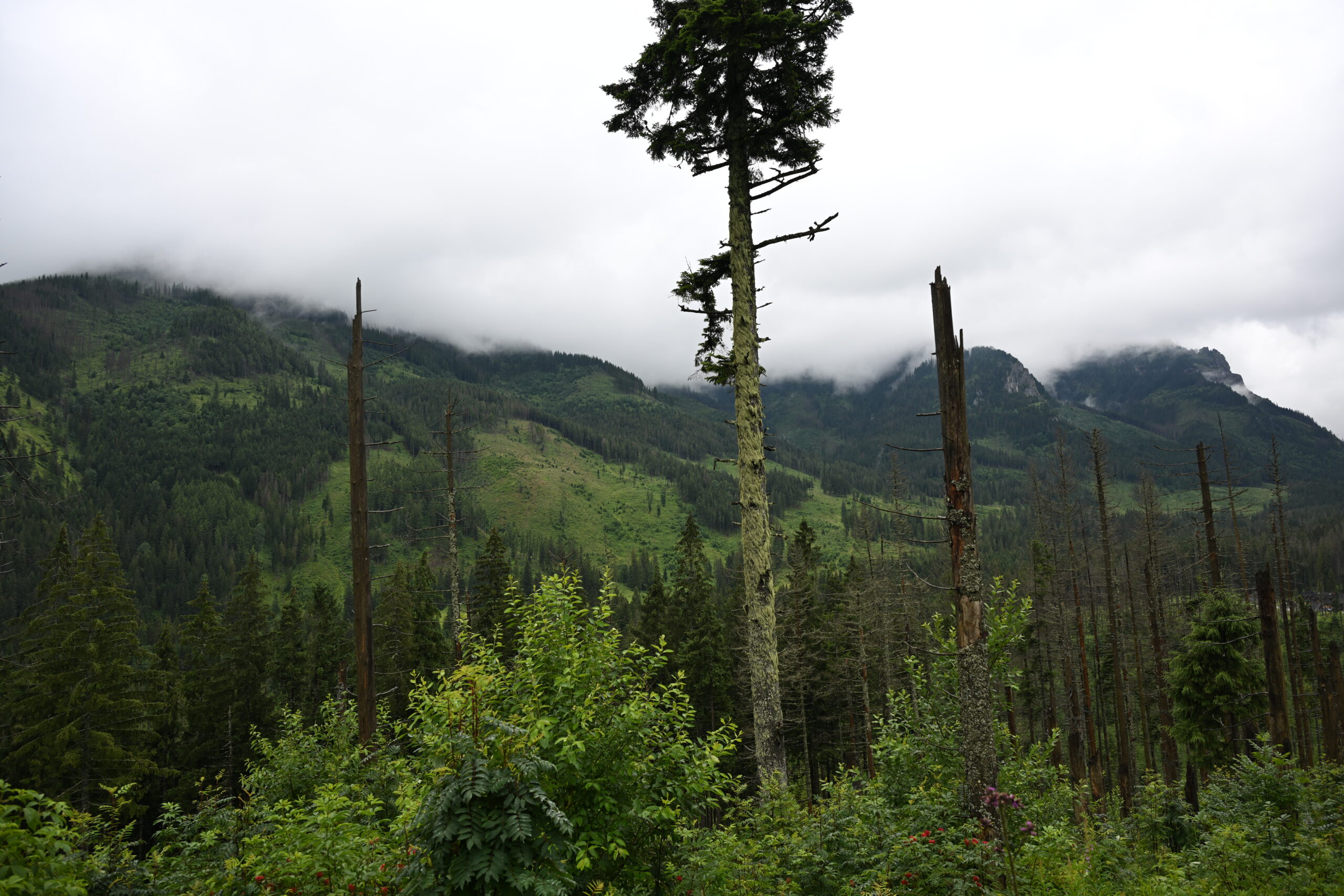2026_07_24_Morskie_Oko_020