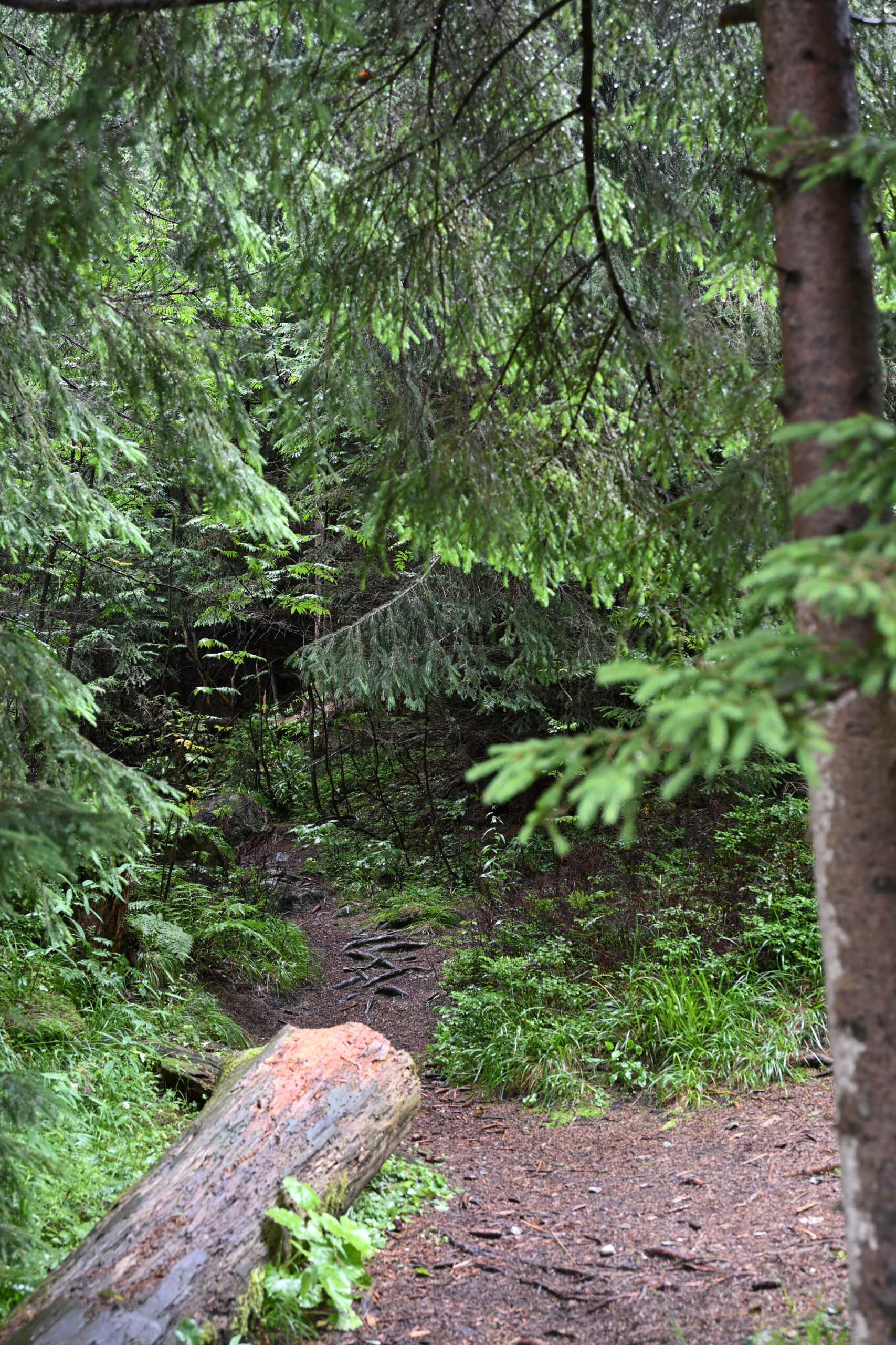 2026_07_24_Morskie_Oko_026