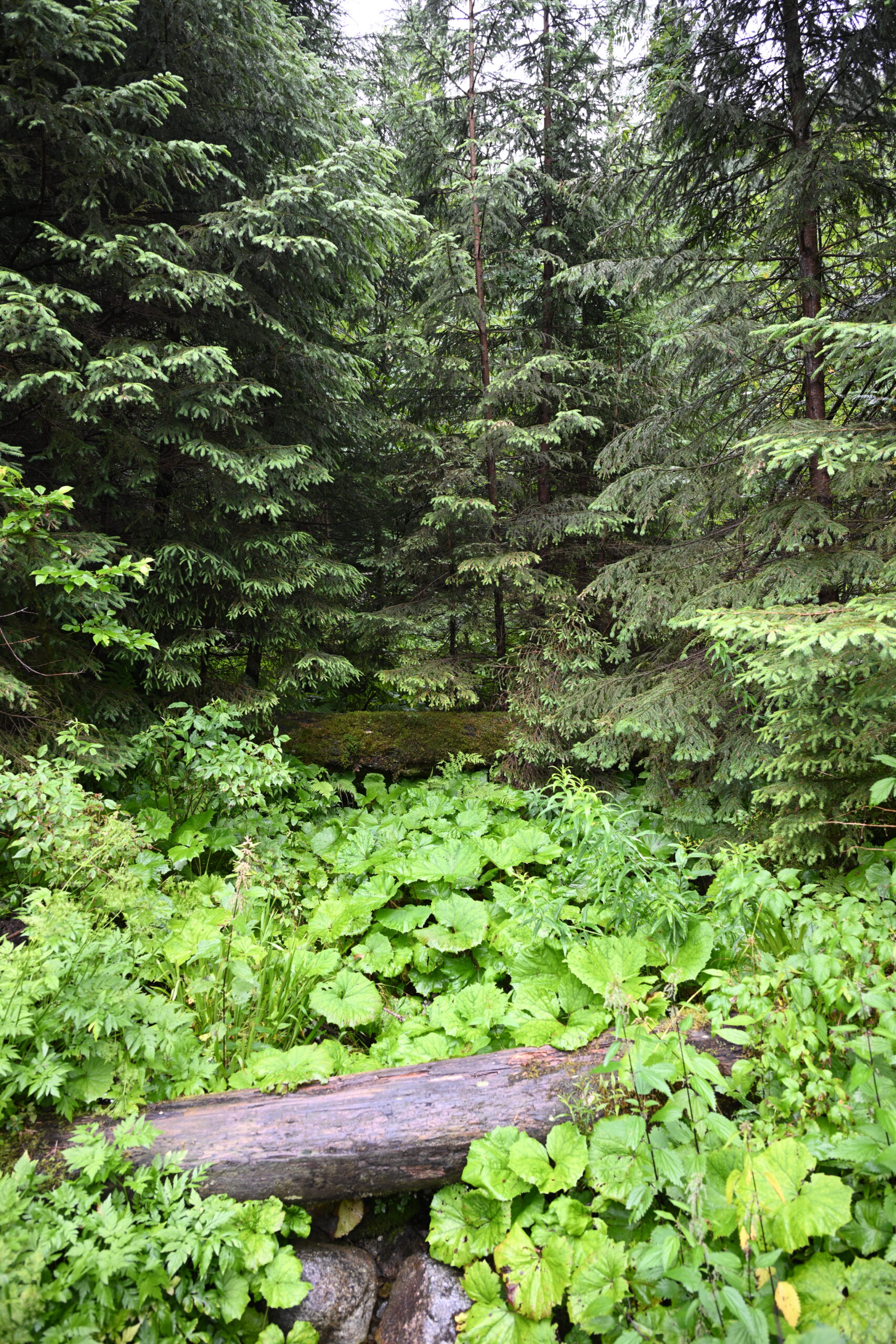 2026_07_24_Morskie_Oko_041