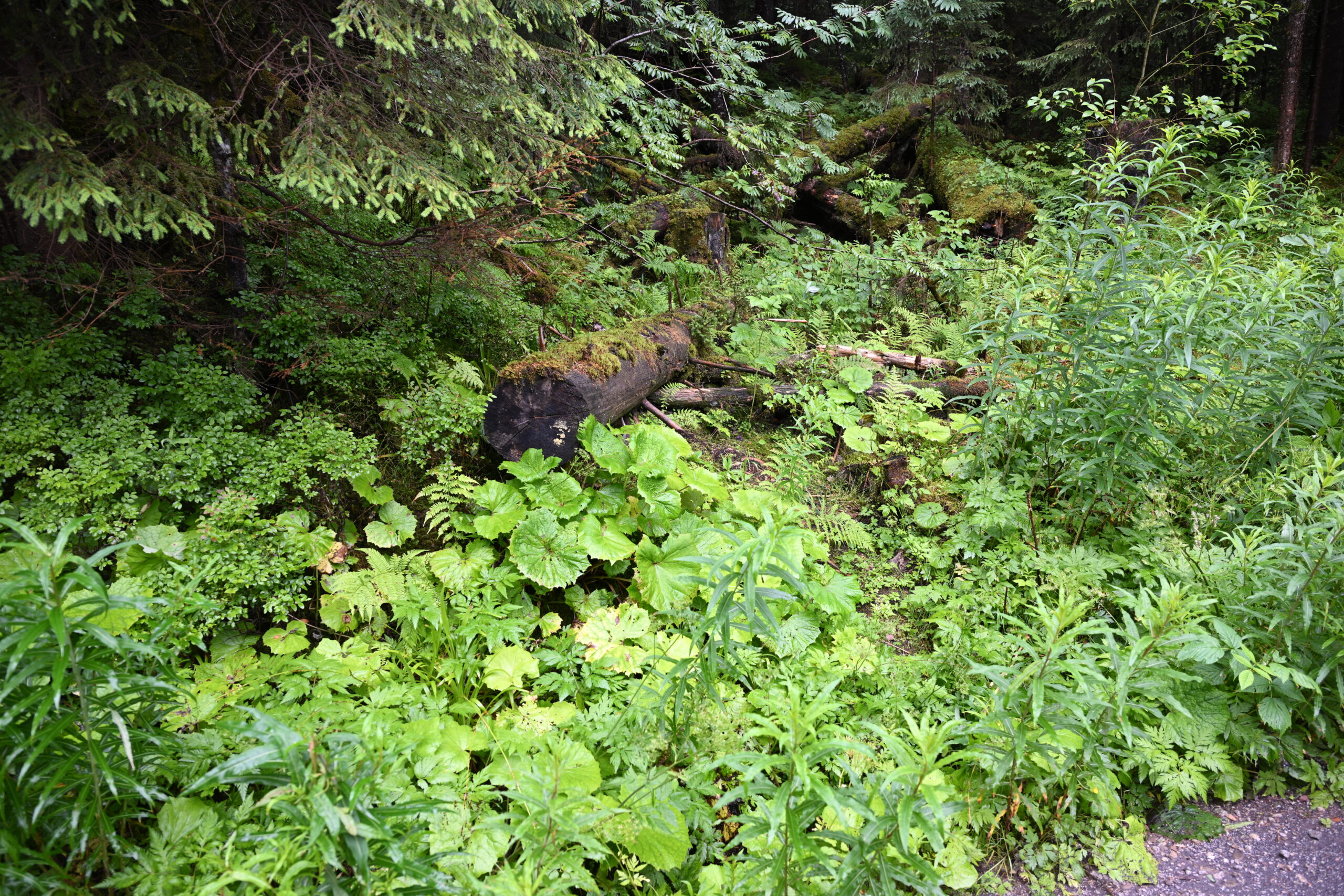 2026_07_24_Morskie_Oko_042