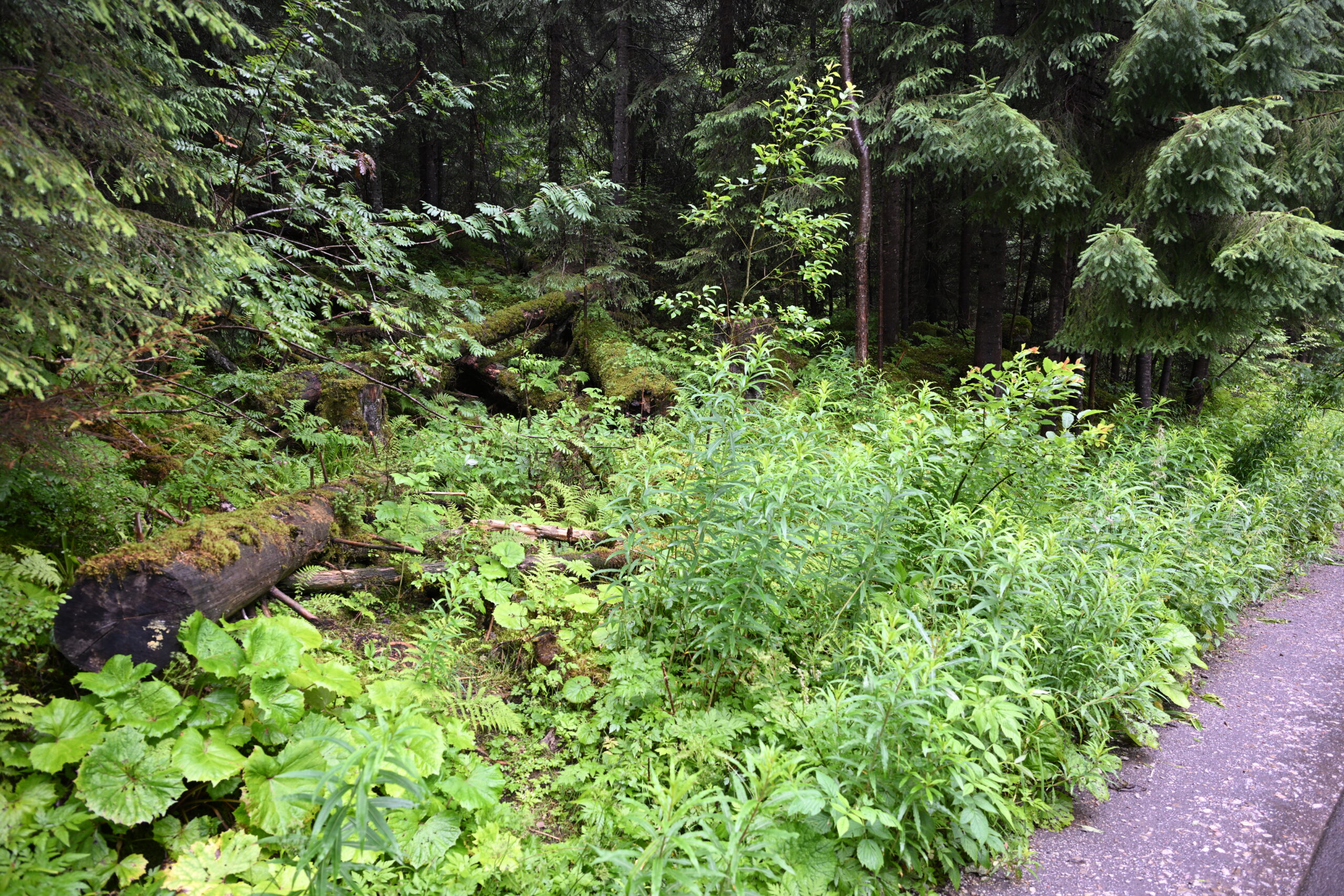 2026_07_24_Morskie_Oko_043