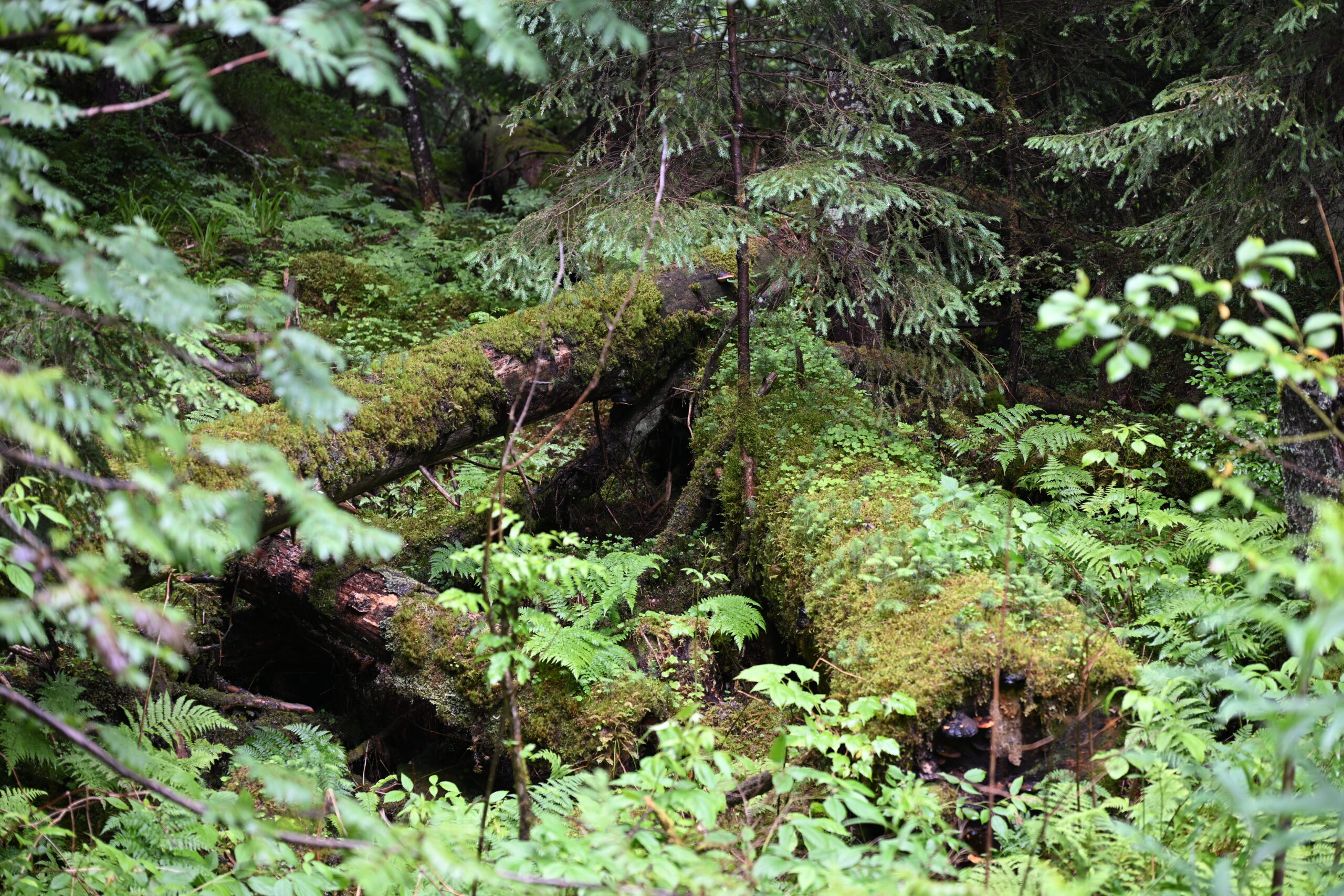2026_07_24_Morskie_Oko_044