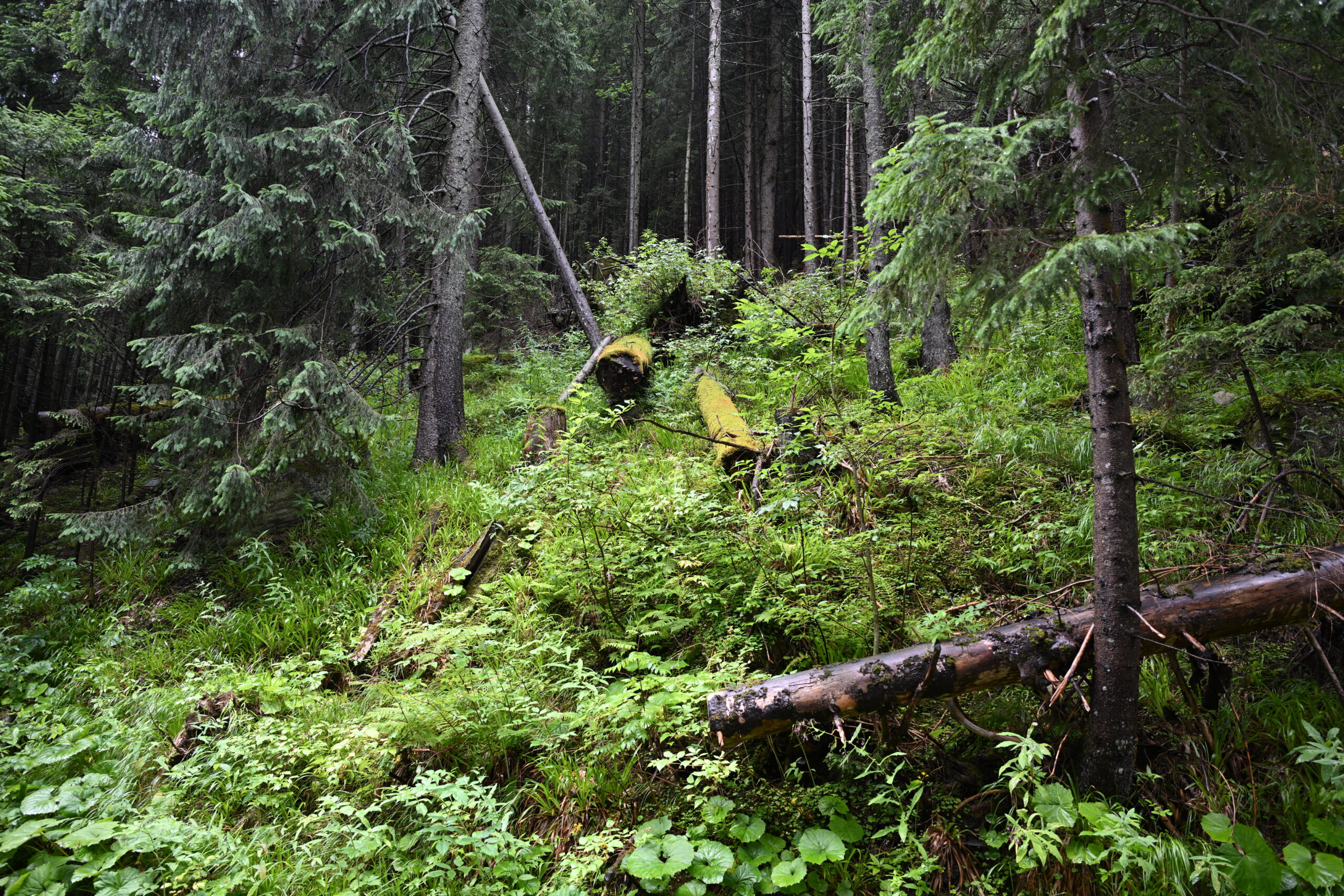 2026_07_24_Morskie_Oko_045