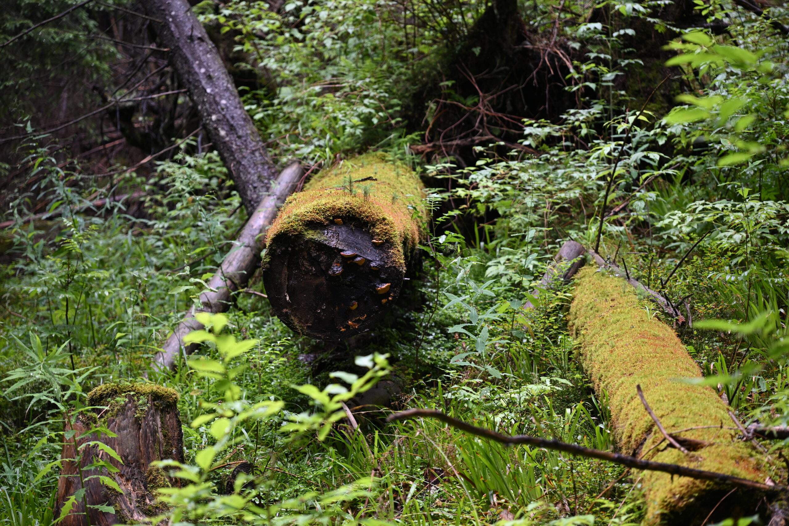 2026_07_24_Morskie_Oko_046