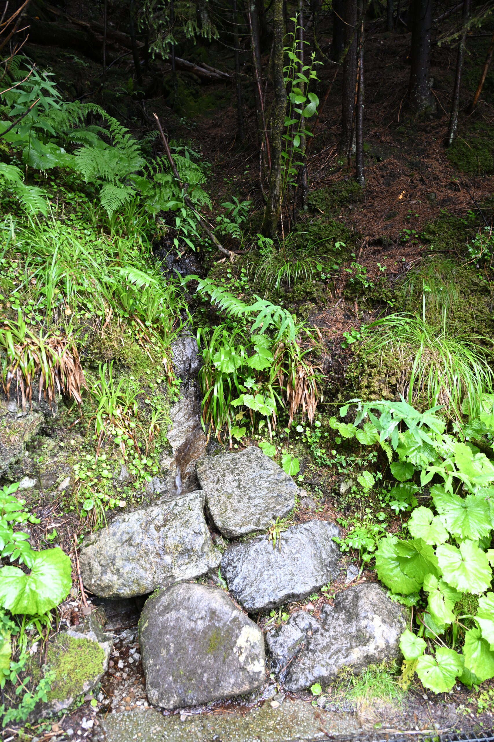 2026_07_24_Morskie_Oko_047