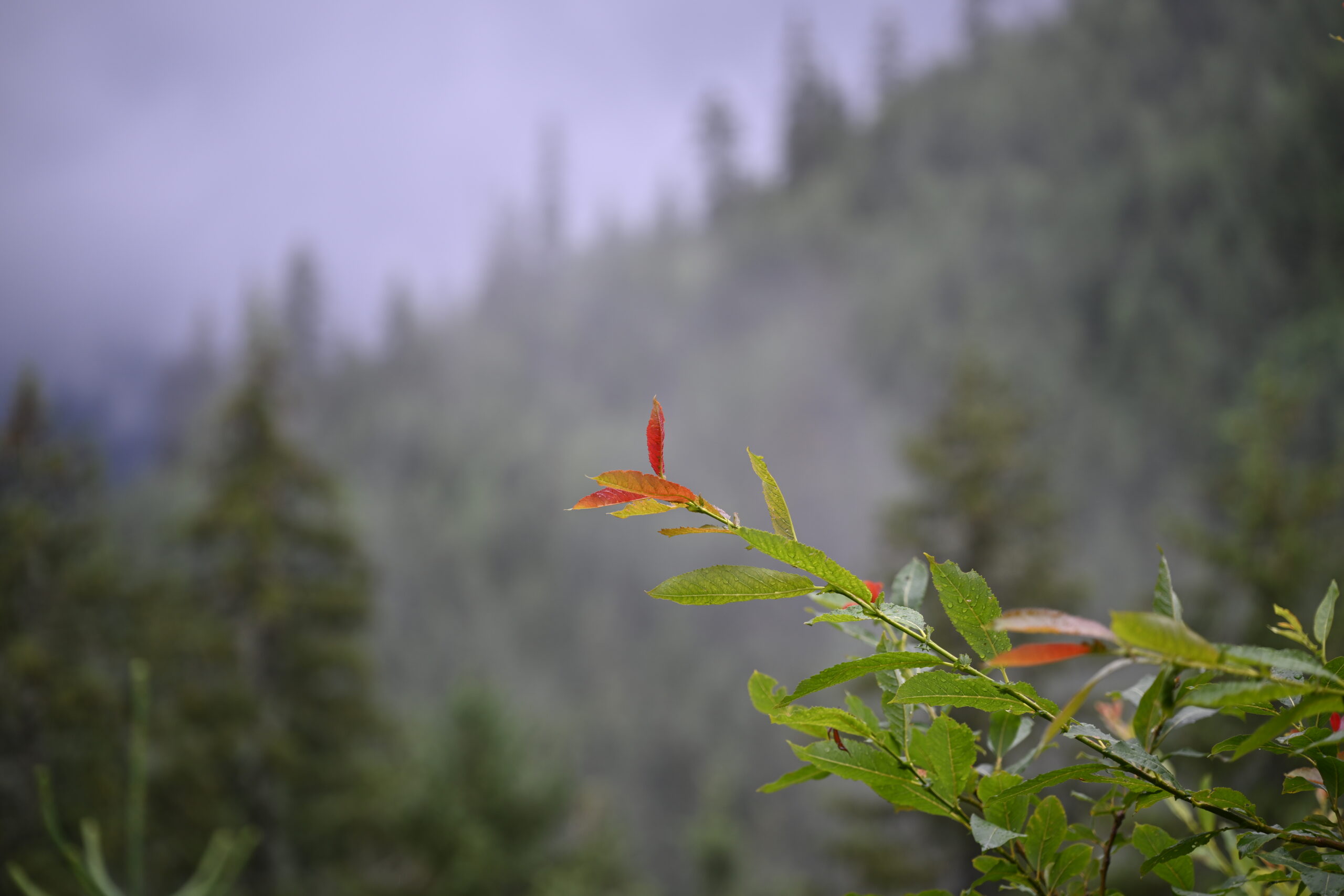 2026_07_24_Morskie_Oko_054