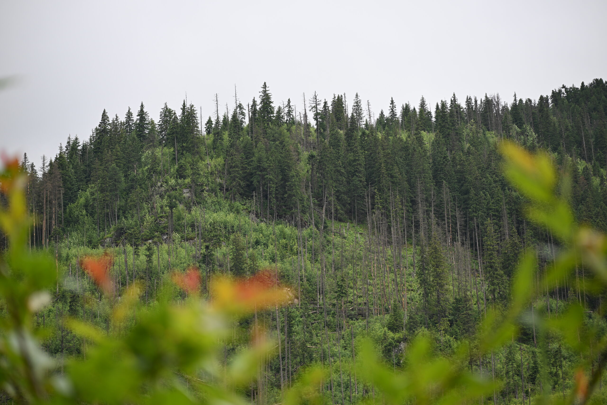 2026_07_24_Morskie_Oko_056