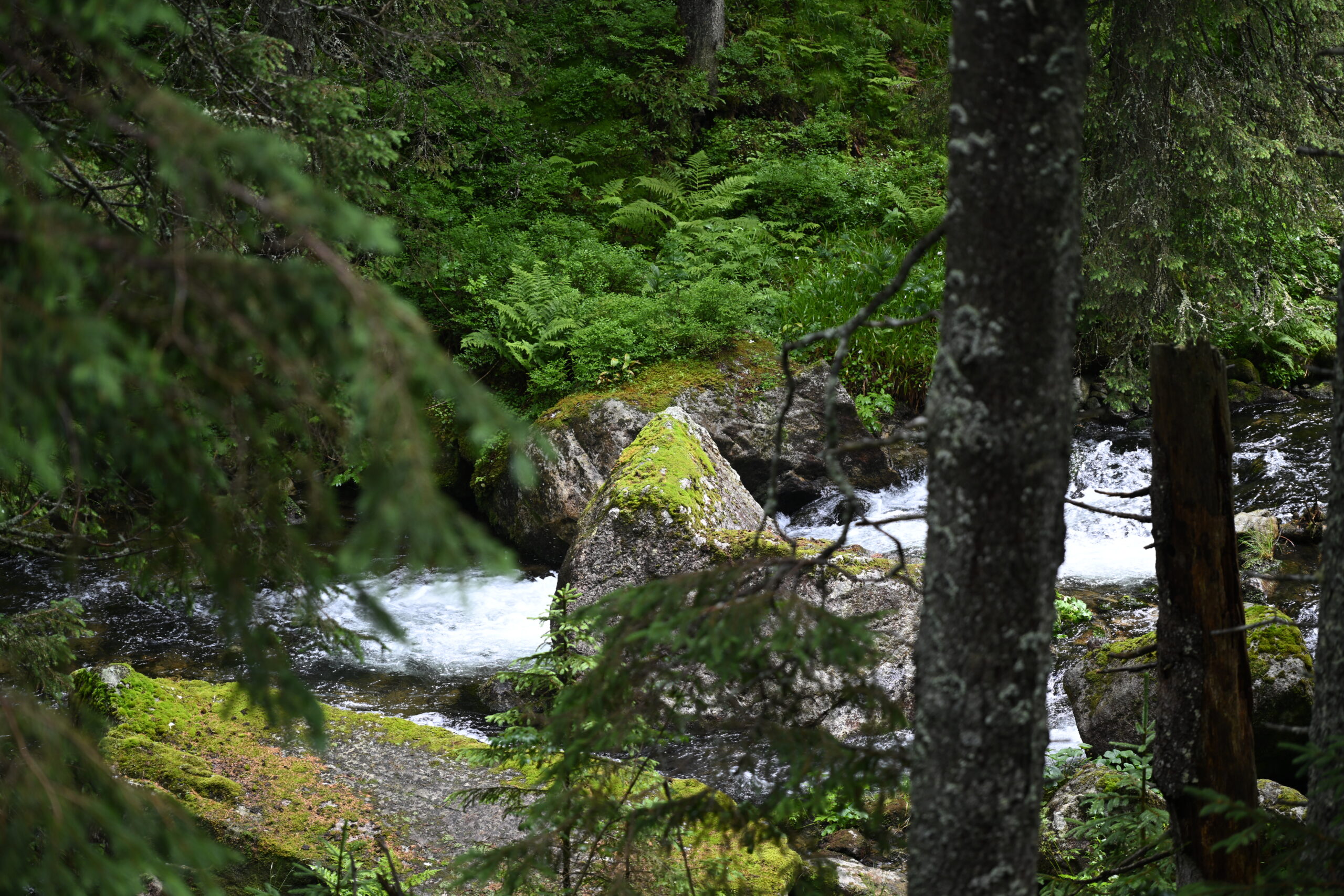 2026_07_24_Morskie_Oko_100