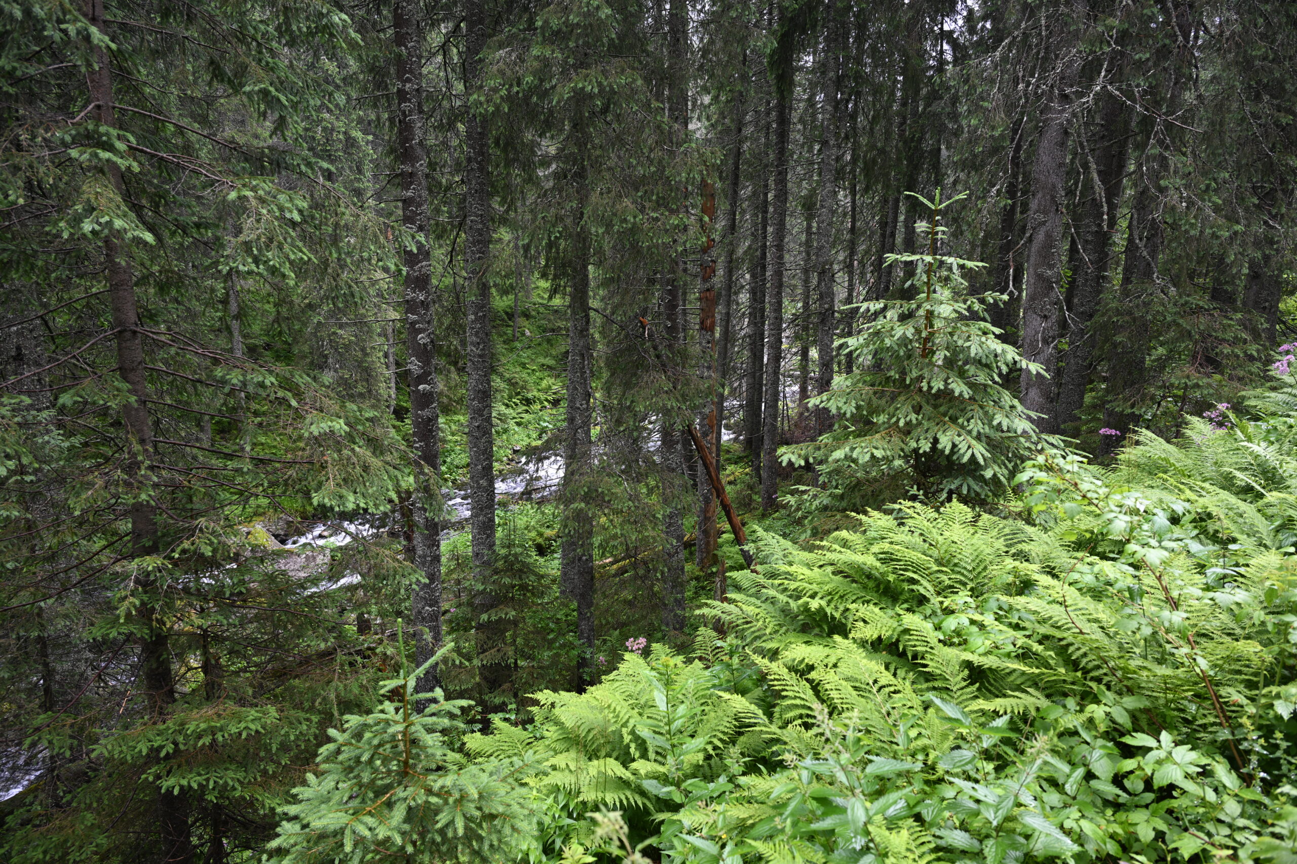2026_07_24_Morskie_Oko_102