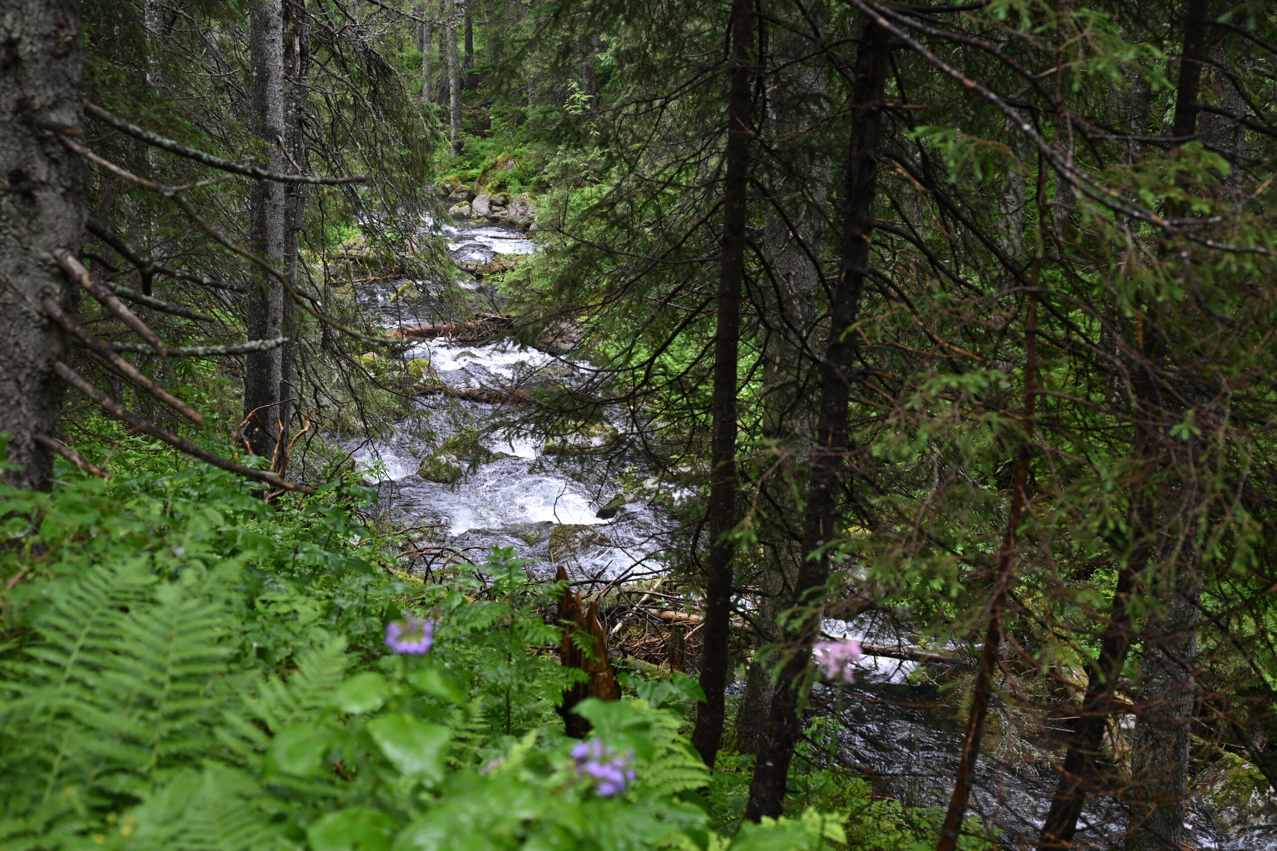 2026_07_24_Morskie_Oko_105