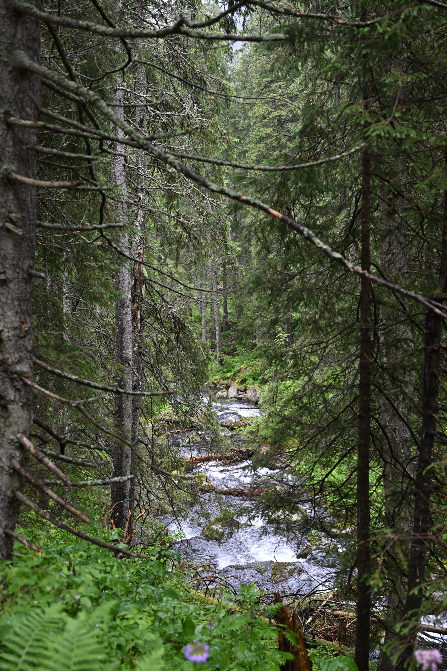2026_07_24_Morskie_Oko_106