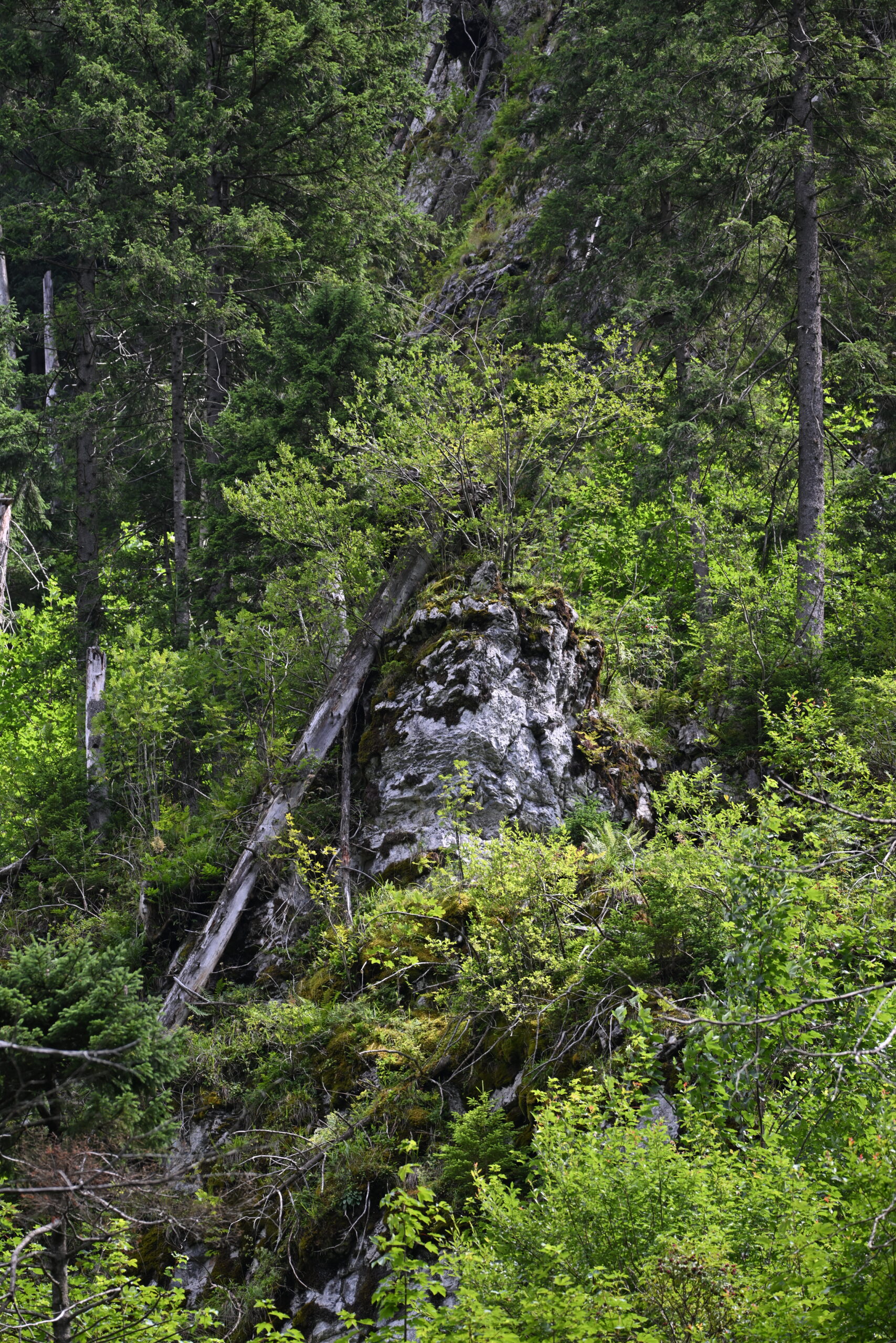 2026_07_25_Dolina_Koscieliska_042
