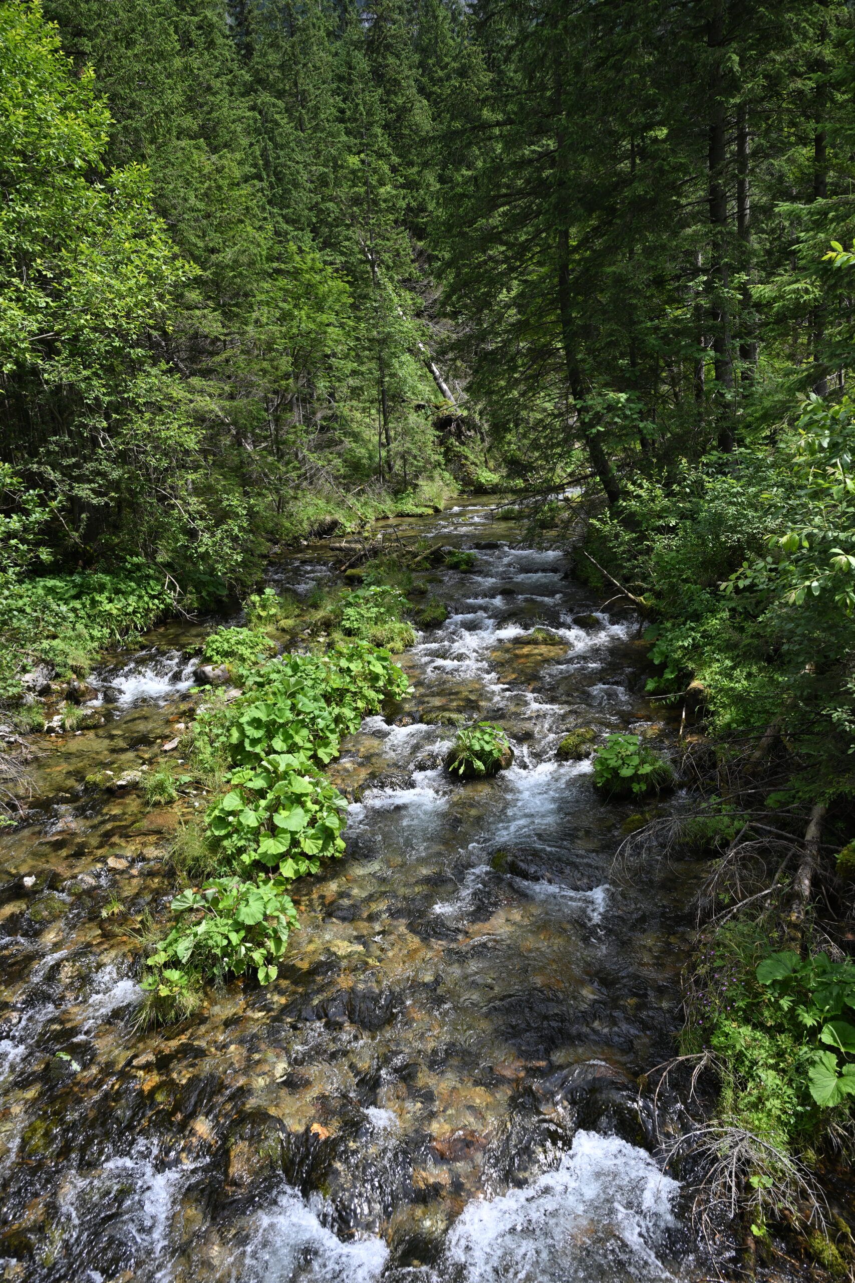 2026_07_25_Dolina_Koscieliska_091