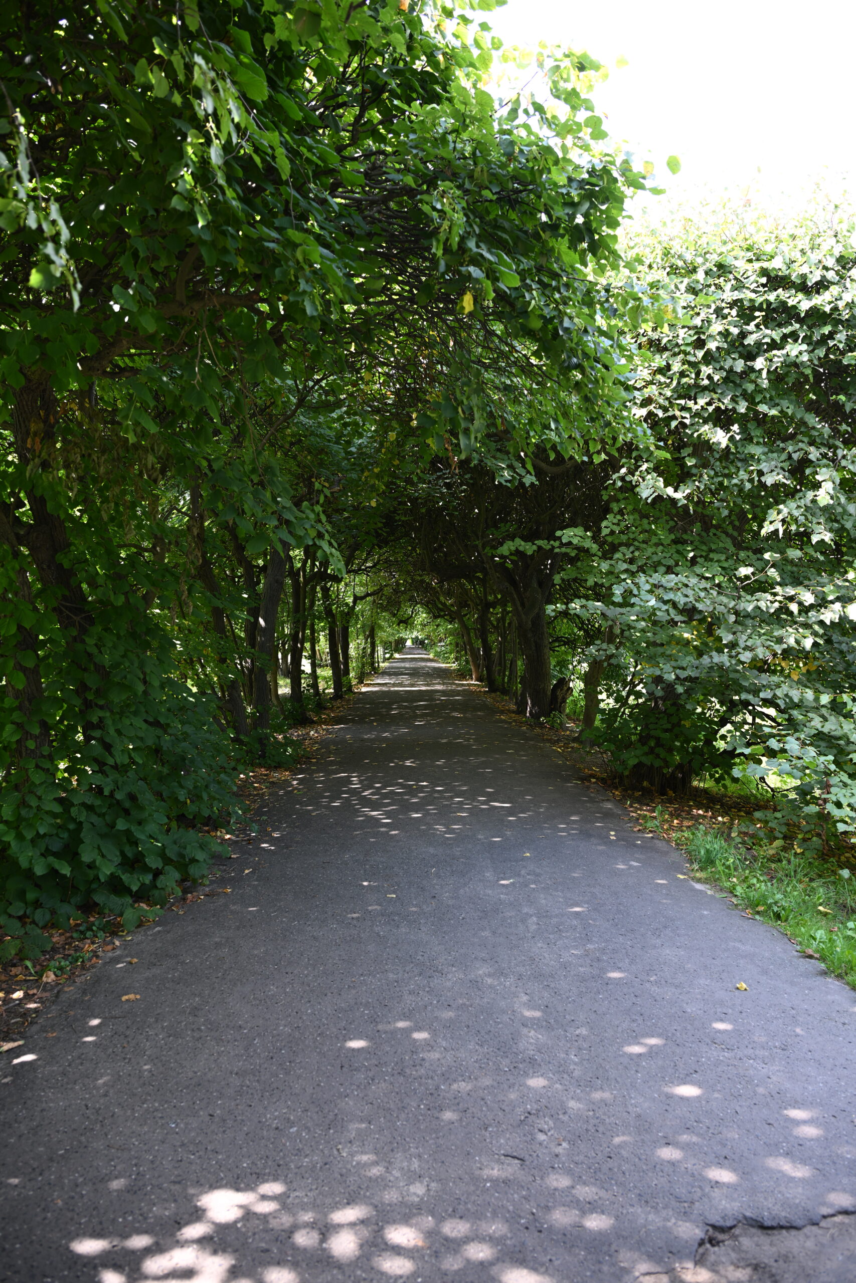 2026_08_09_Park_Oliwski_02