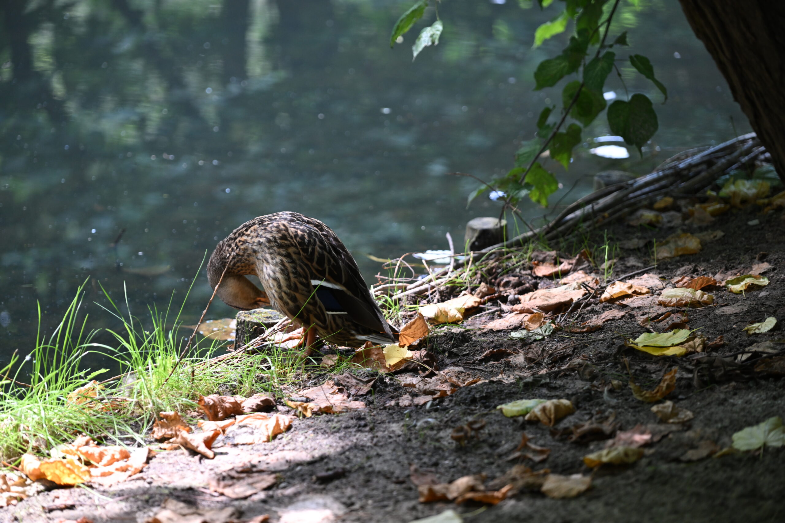 2026_08_09_Park_Oliwski_11