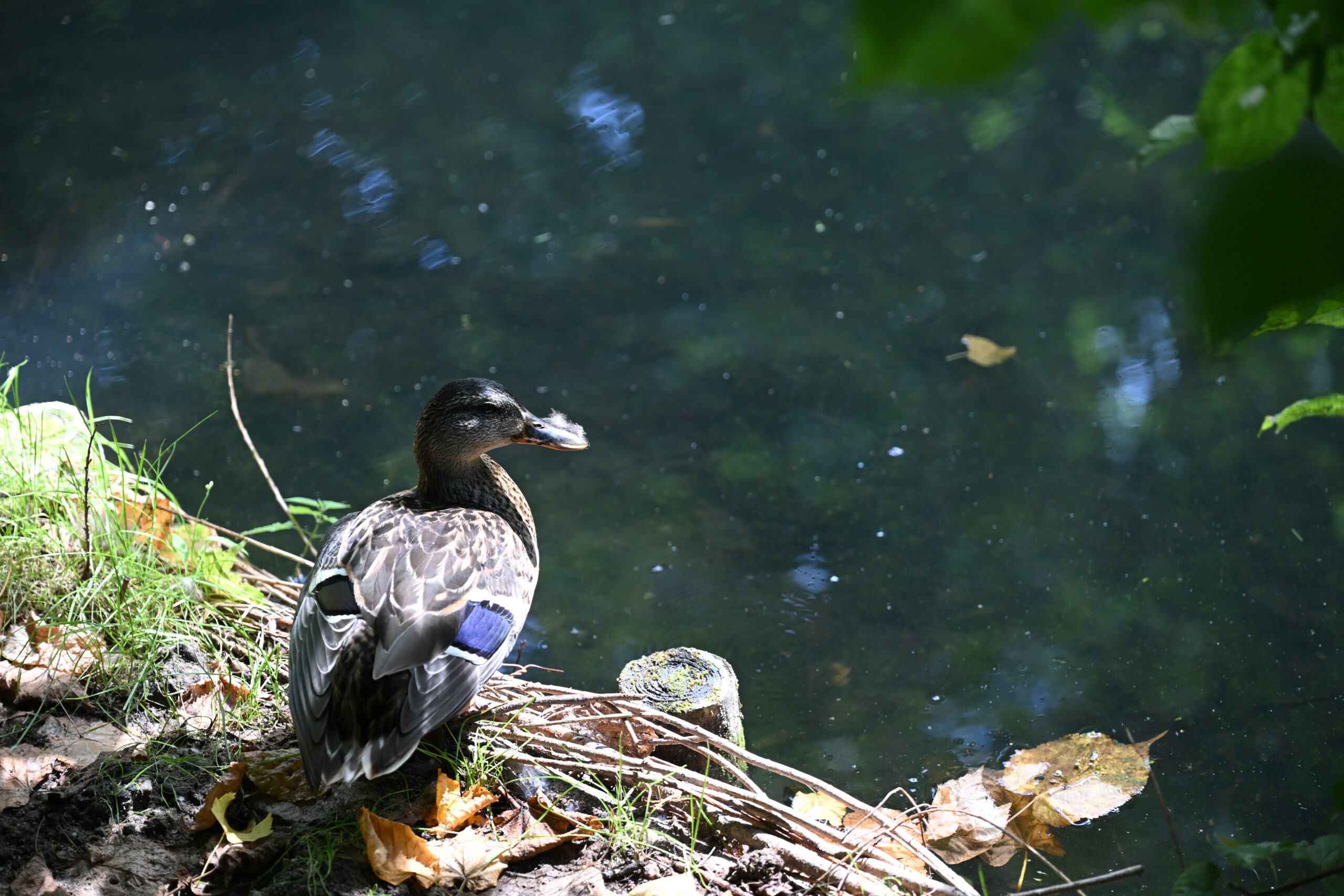 2026_08_09_Park_Oliwski_12