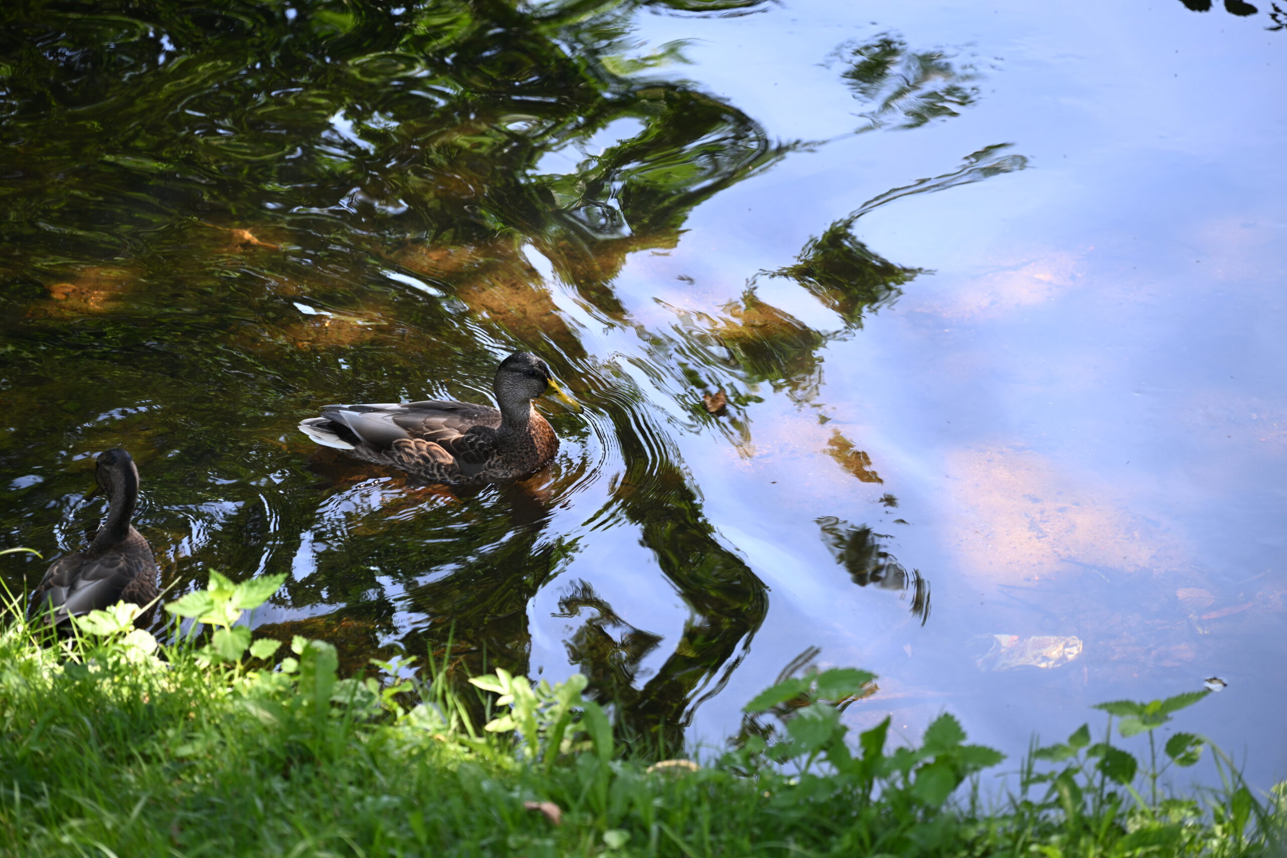 2026_08_09_Park_Oliwski_27
